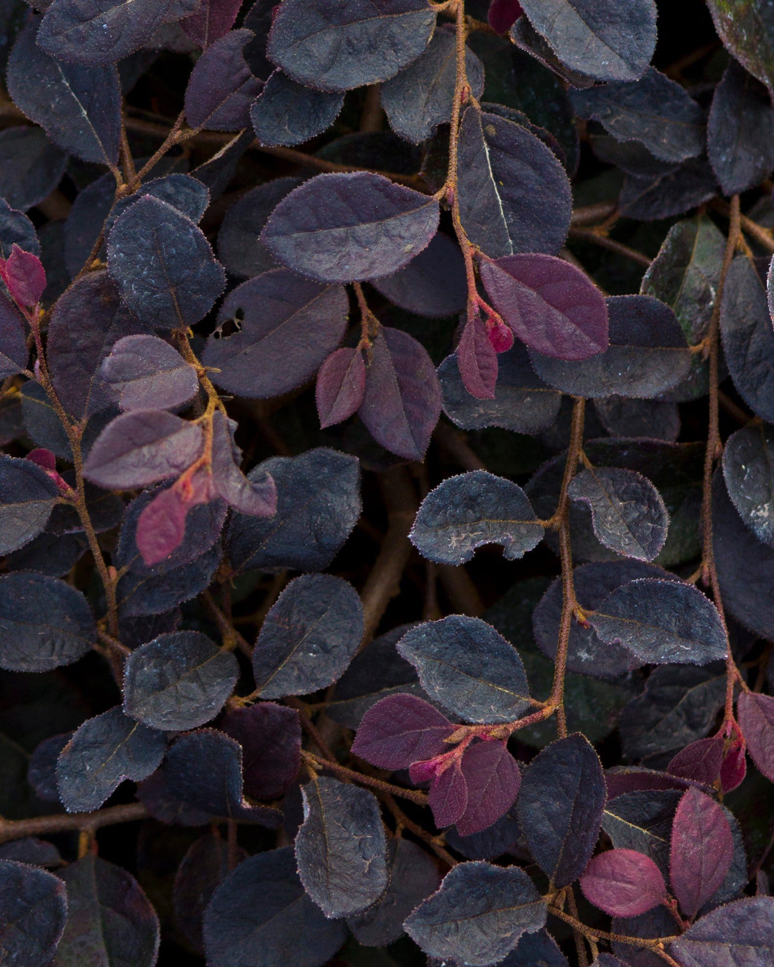 Purple Pixie Loropetalum Weeping - view 5