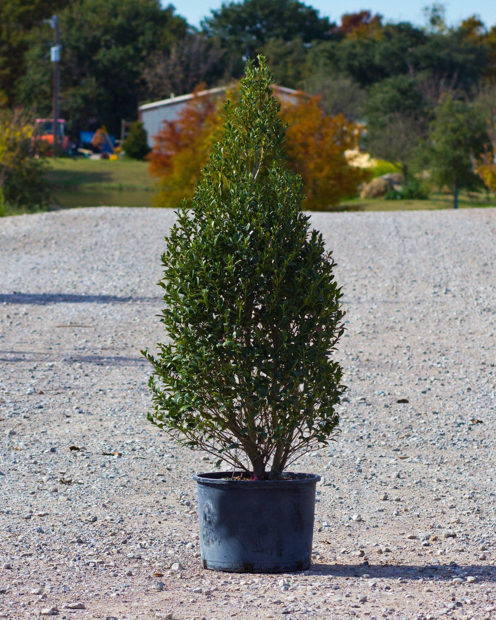 Arrow Point Holly
