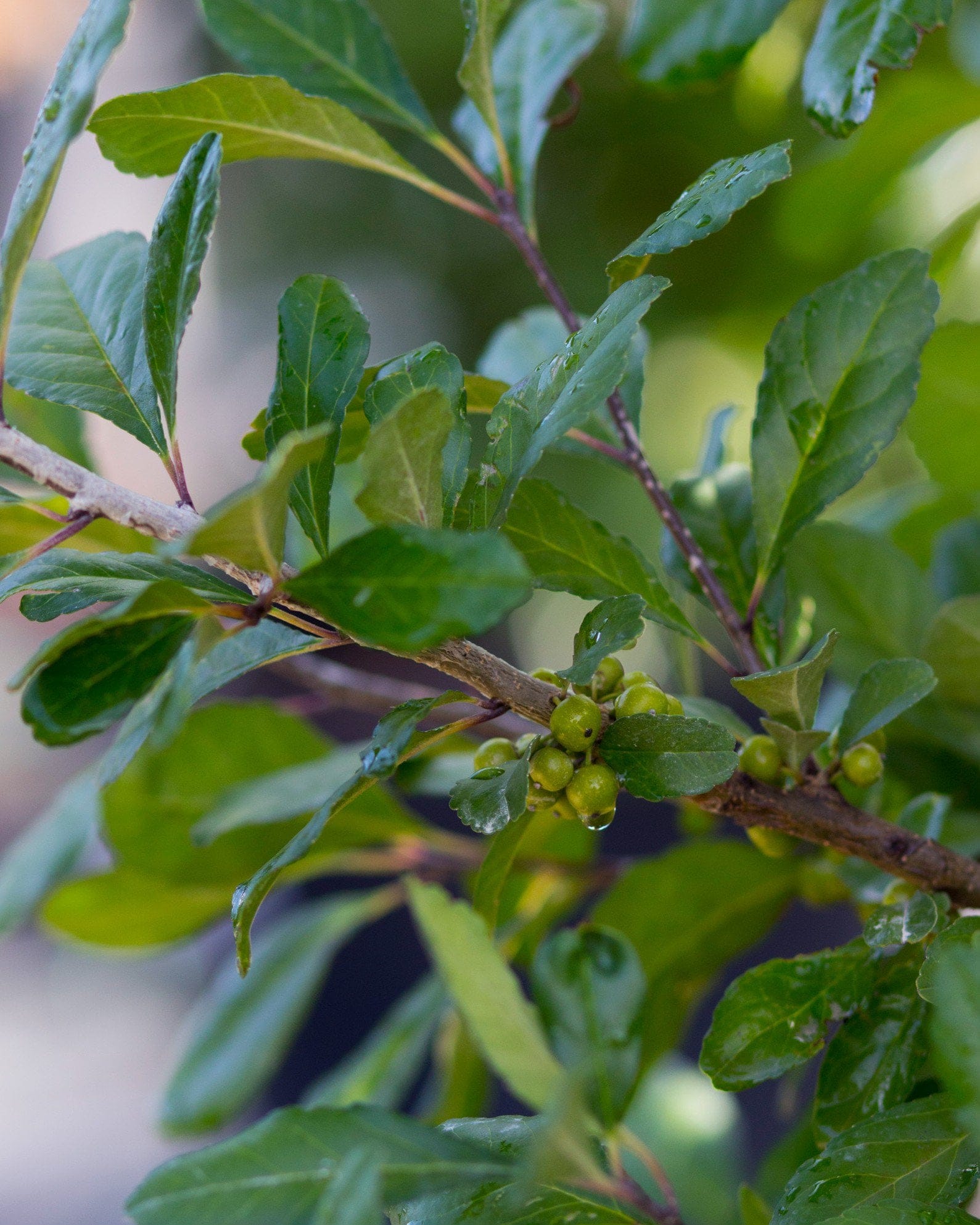 Possumhaw Holly - view 2