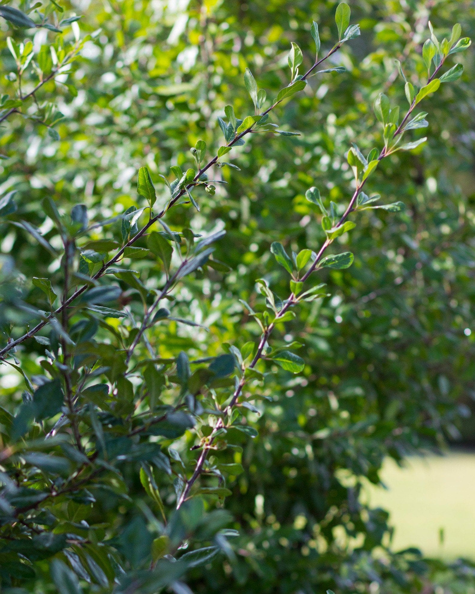Possumhaw Holly - view 3