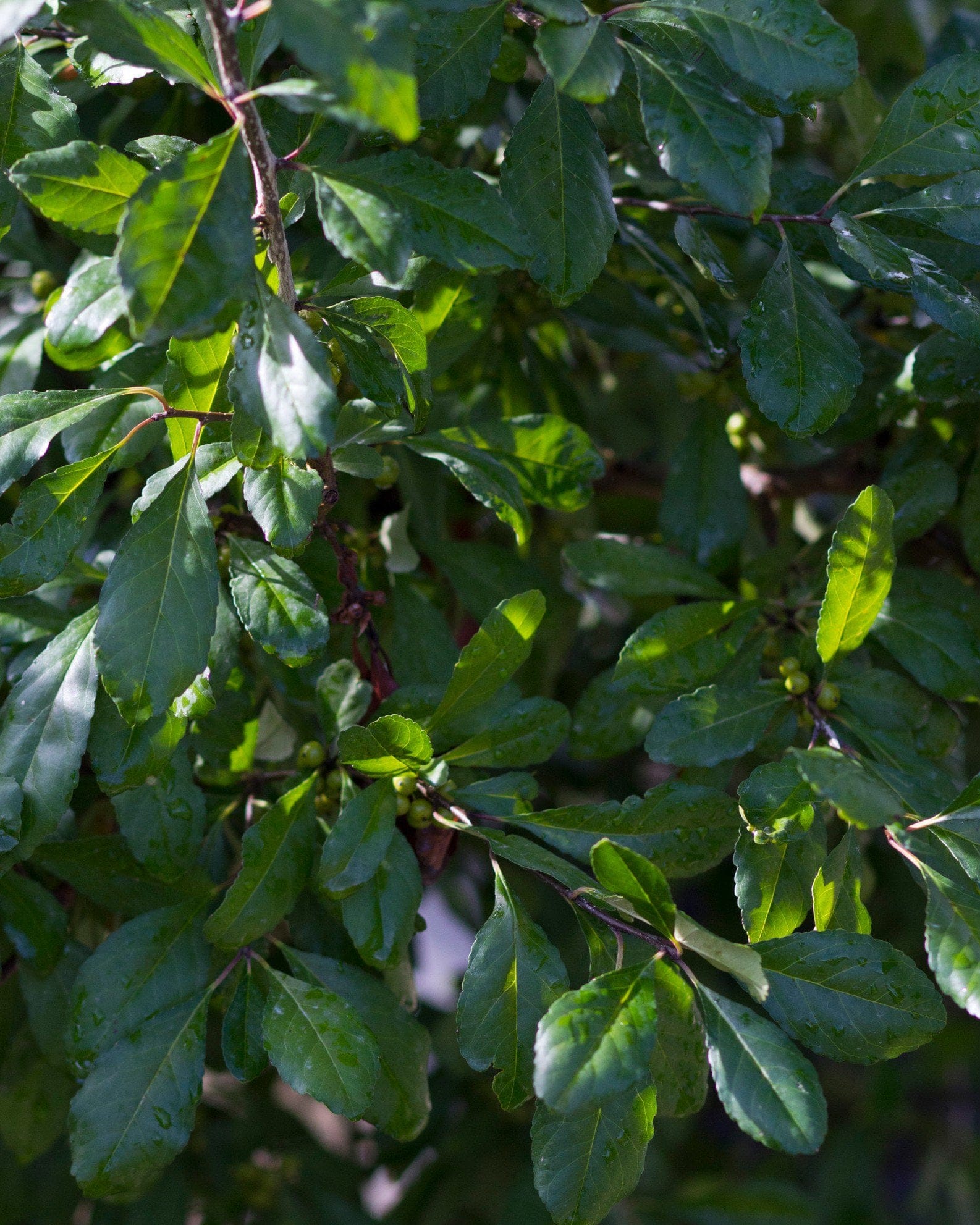 Possumhaw Holly - view 4