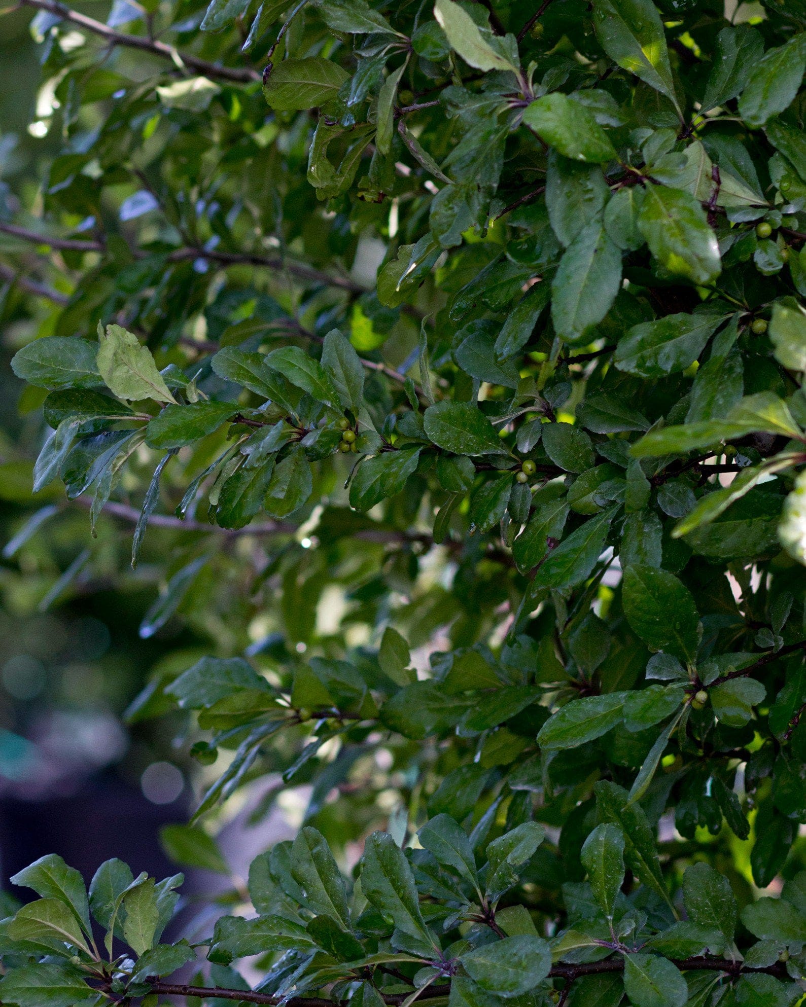 Possumhaw Holly - view 5