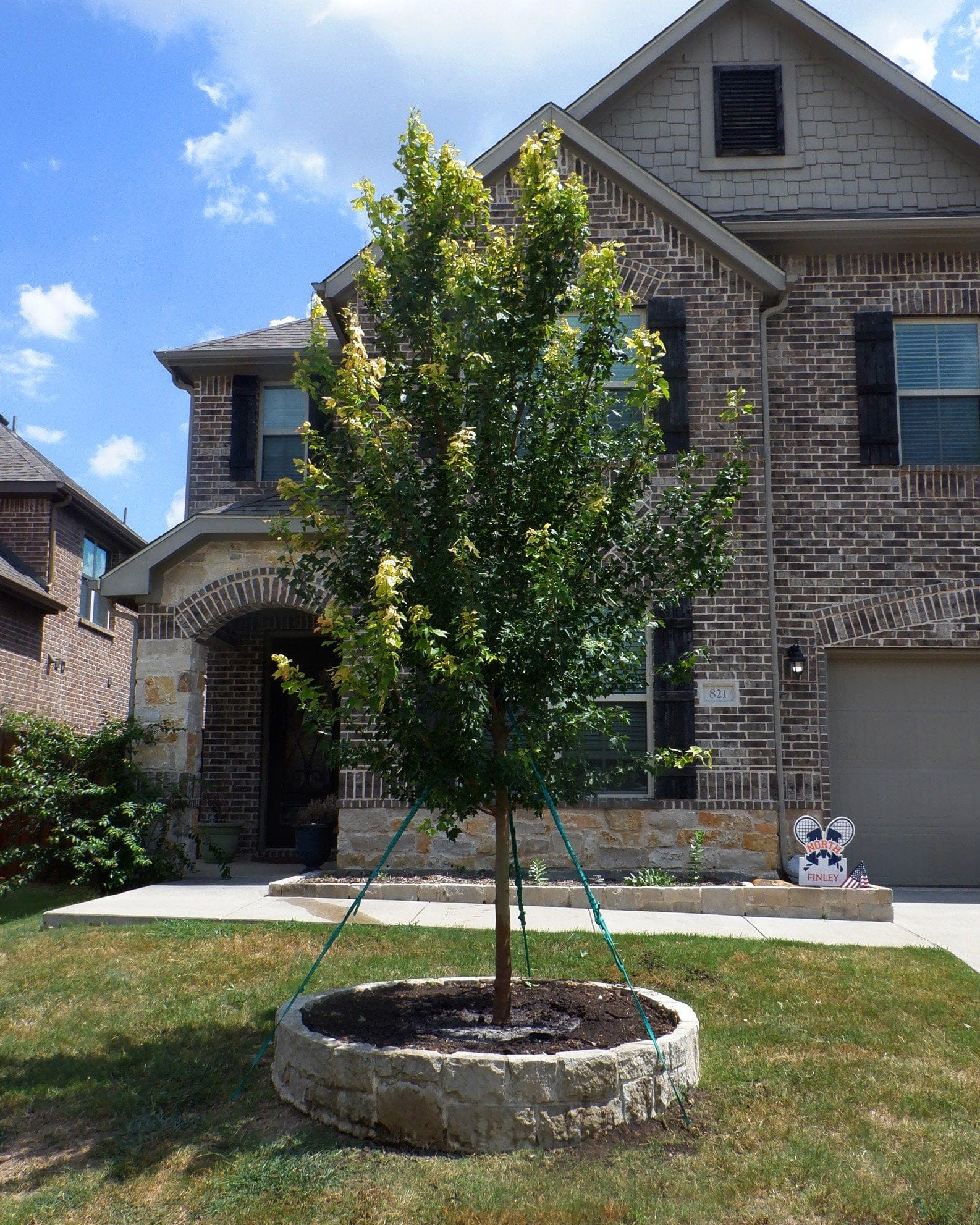 Trident Maple - view 2