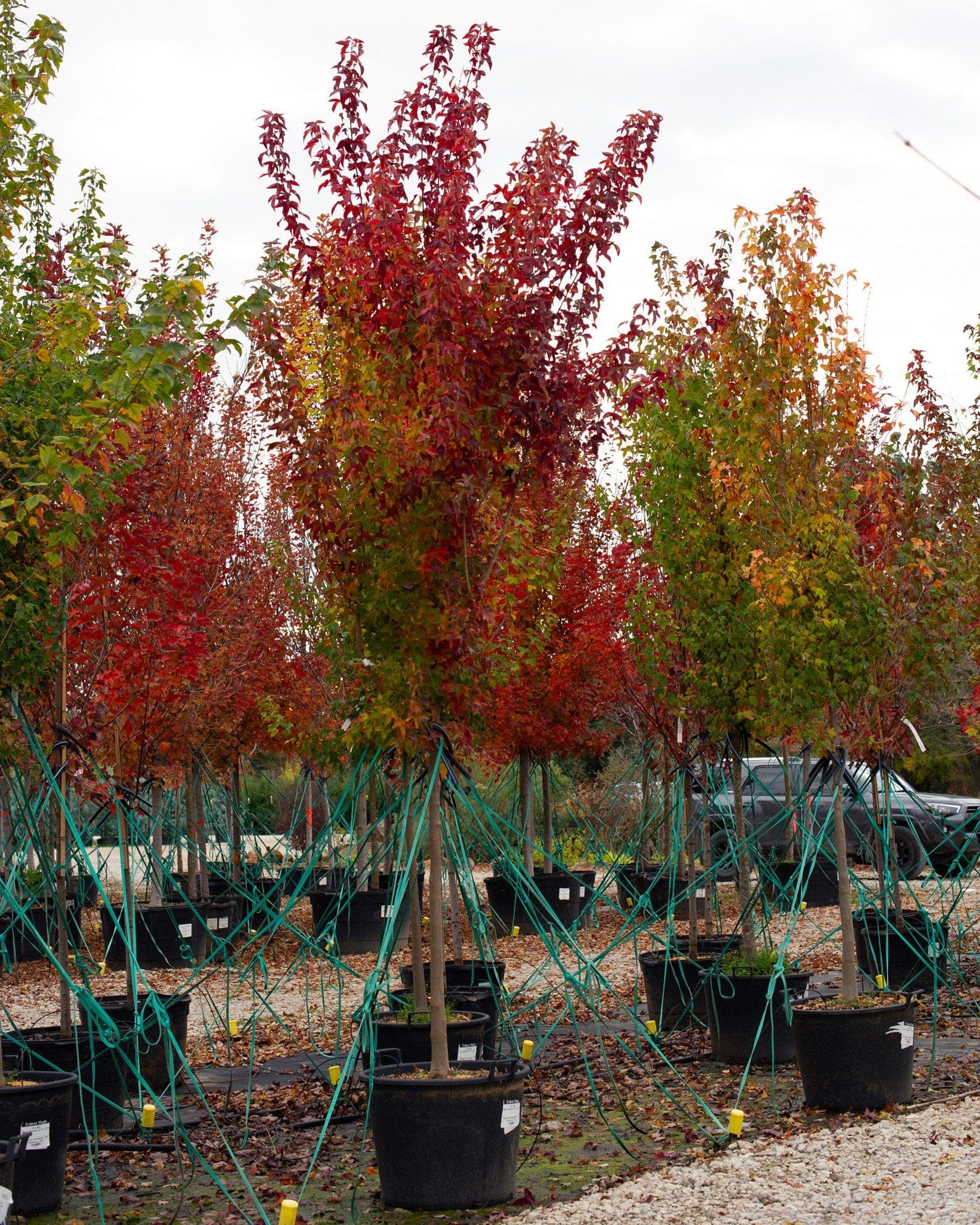 Trident Maple - view 3