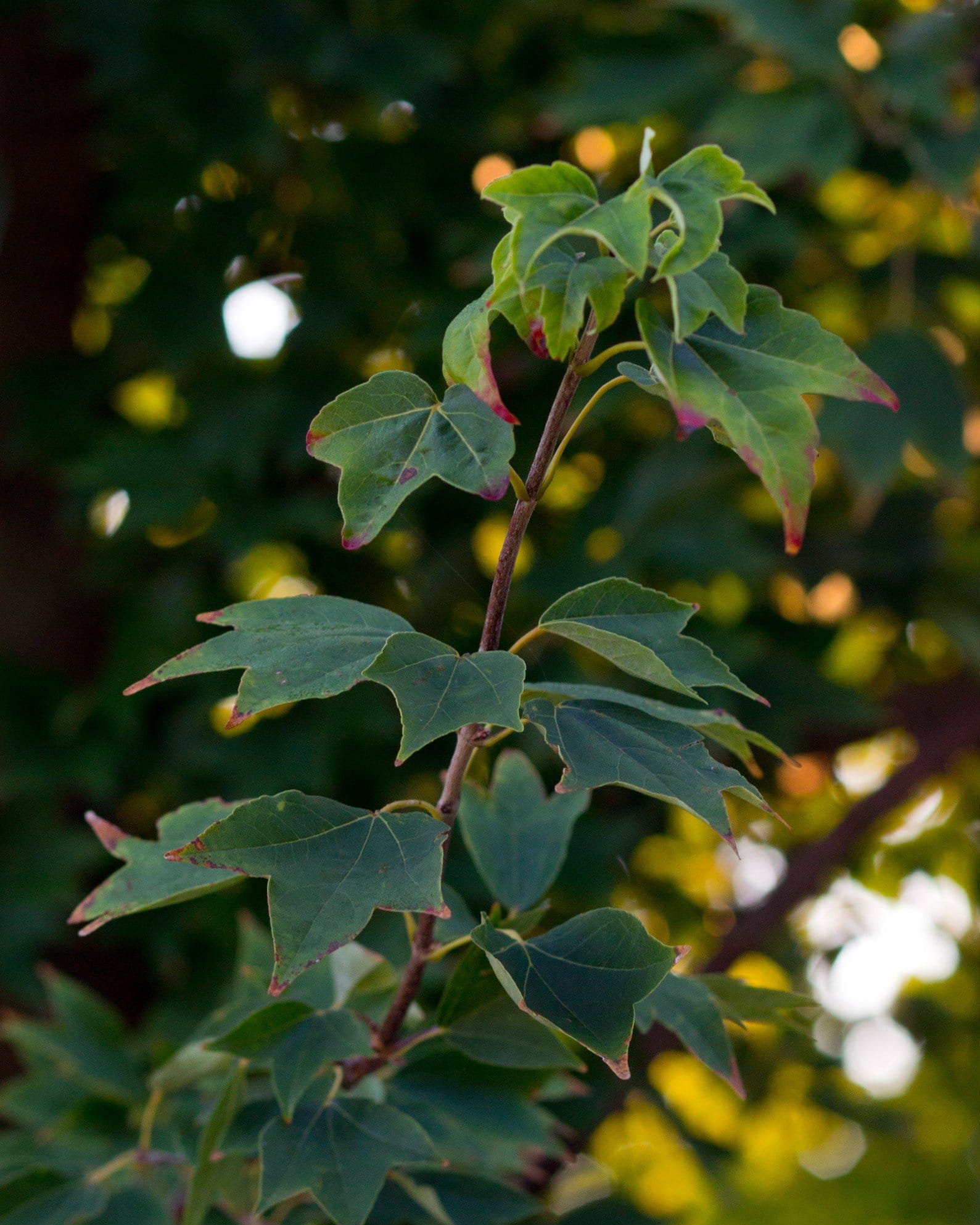Trident Maple - view 4