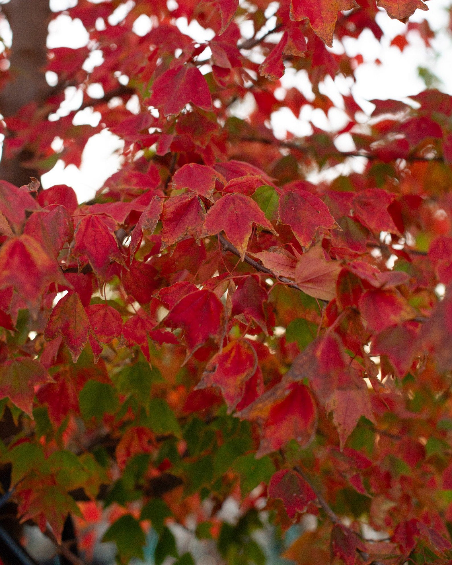 Trident Maple - view 5