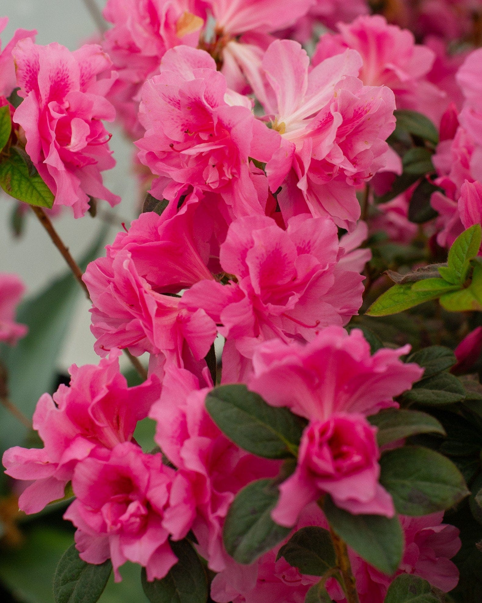 Encore Azalea Autumn Carnation
