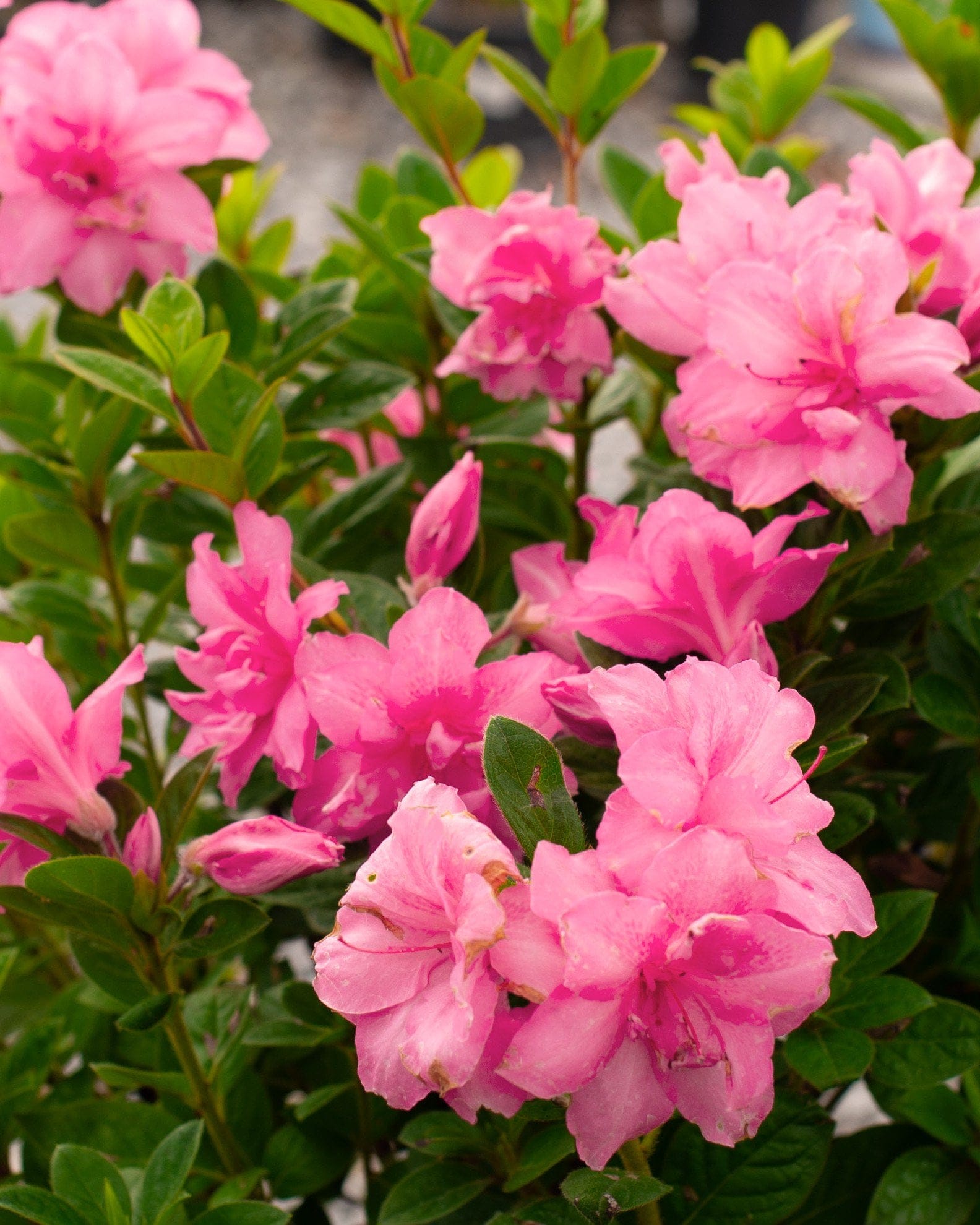 Encore Azalea Autumn Carnation - view 4