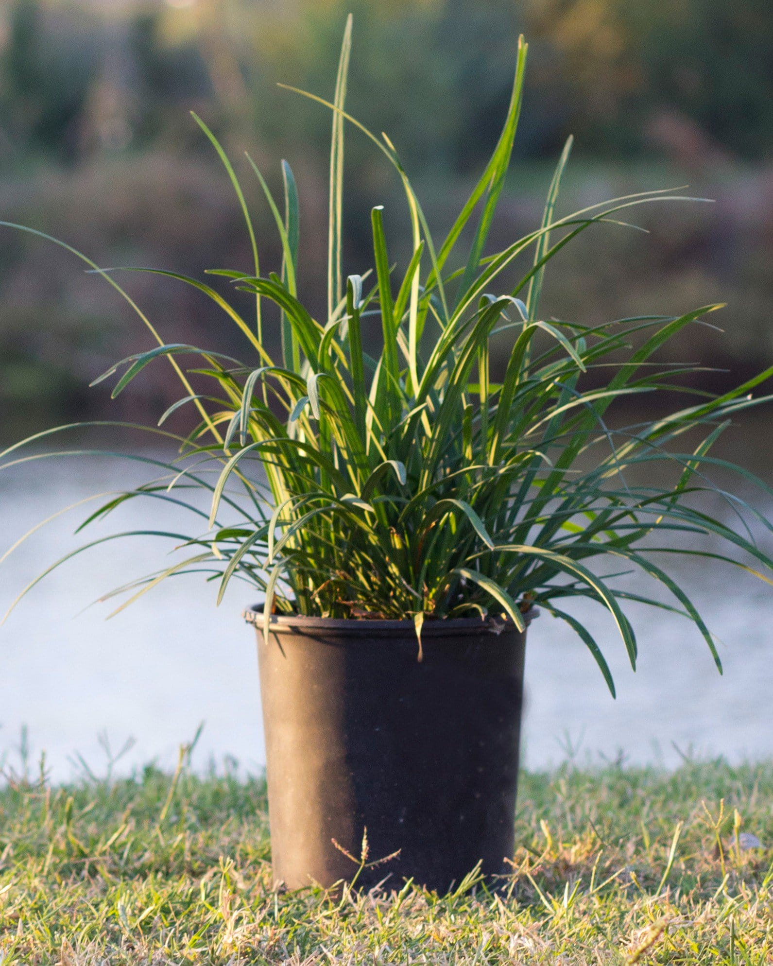 Big Blue Liriope - view 3