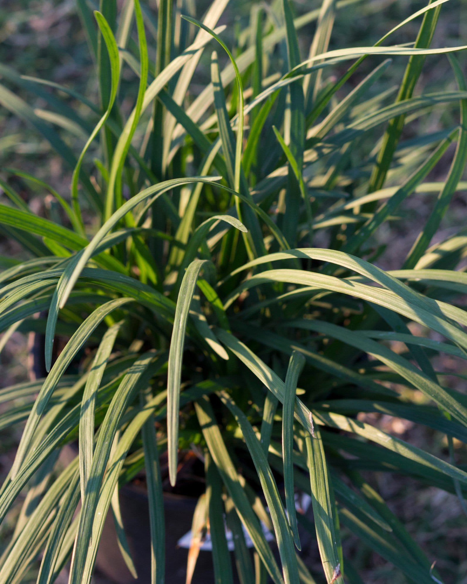 Big Blue Liriope - view 4