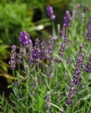 Big Time Blue Lavender thumbnail 2