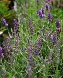 Big Time Blue Lavender thumbnail 3