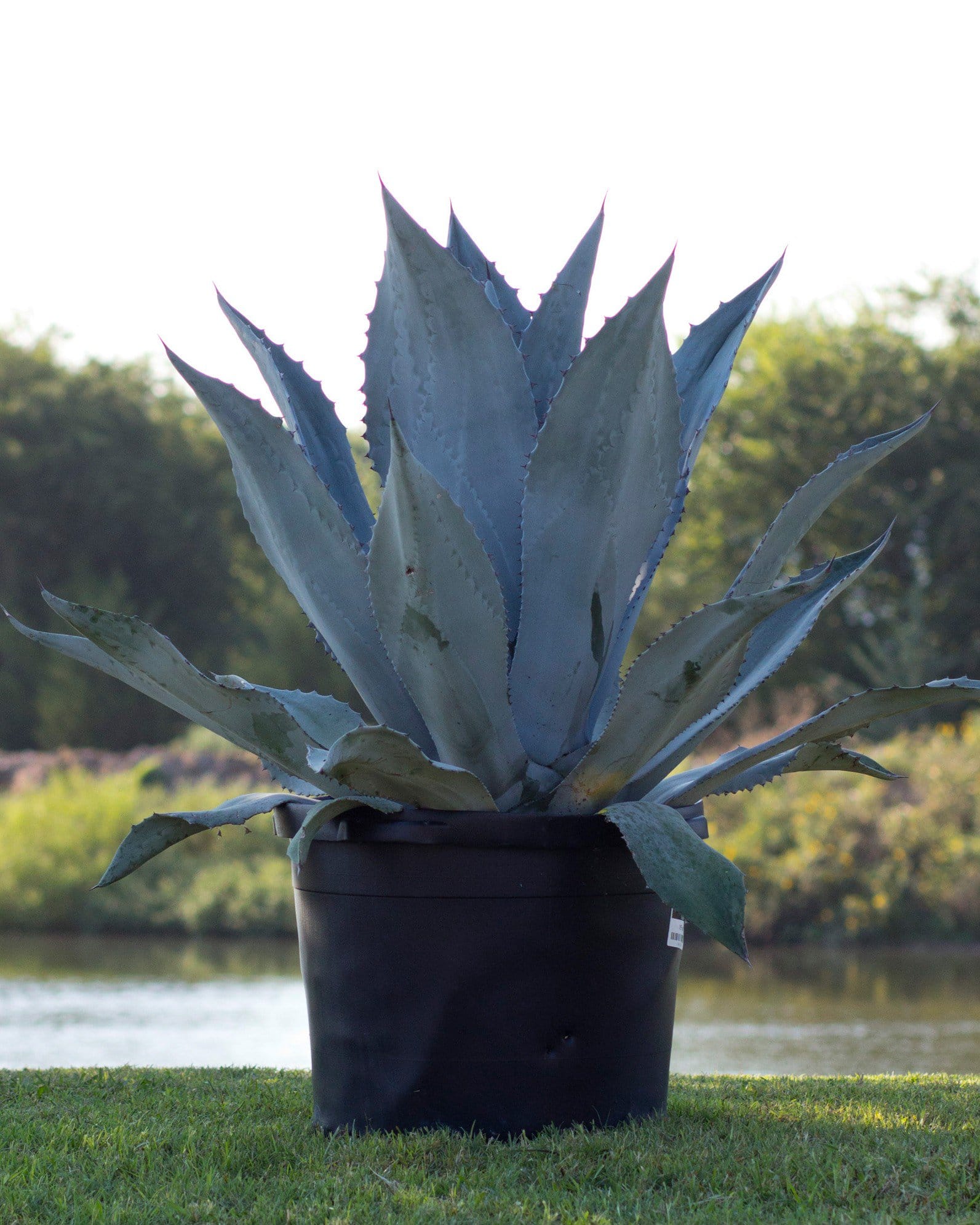 Blue Rough Leaf Agave - view 4