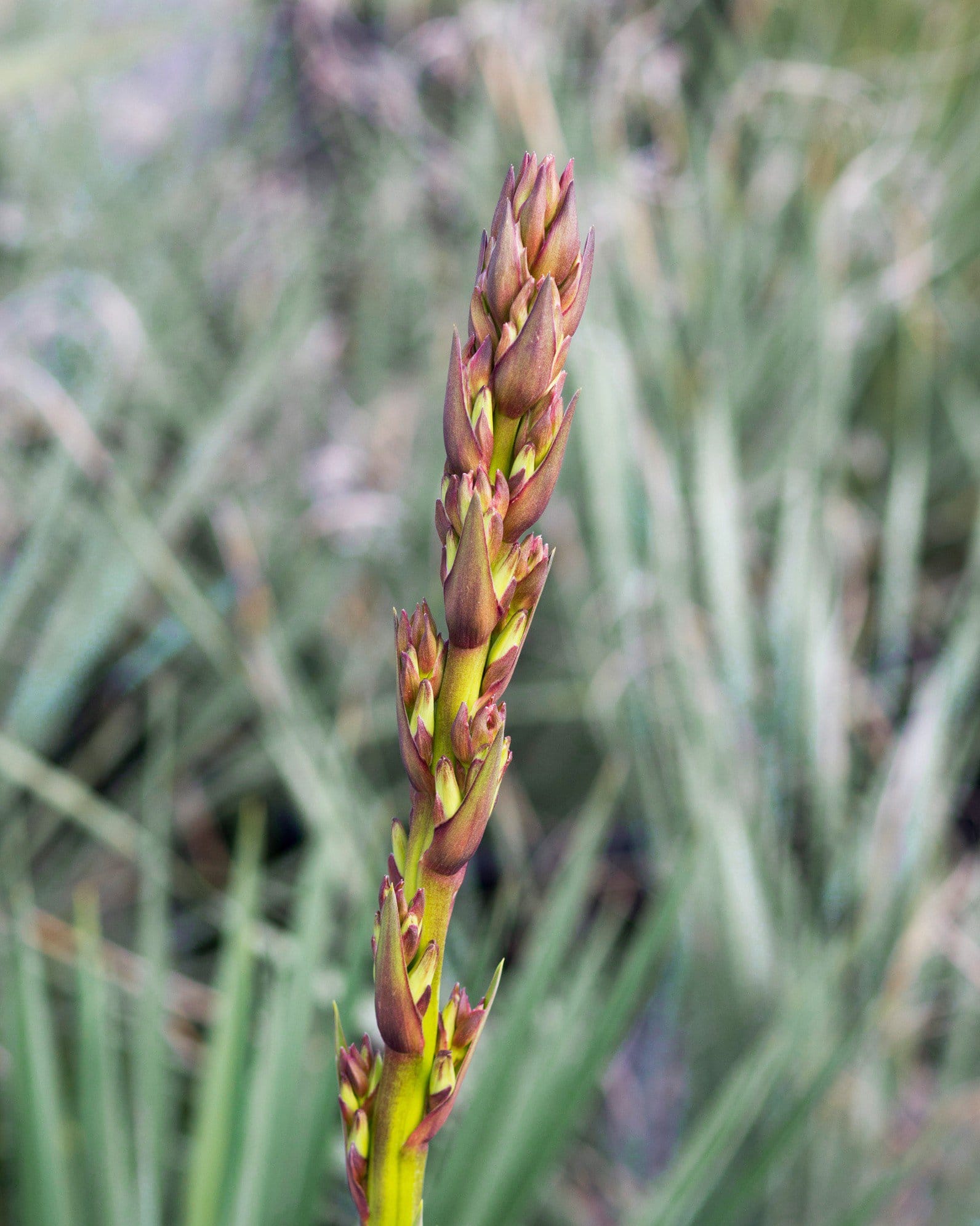 Blue Sentry Yucca - view 3