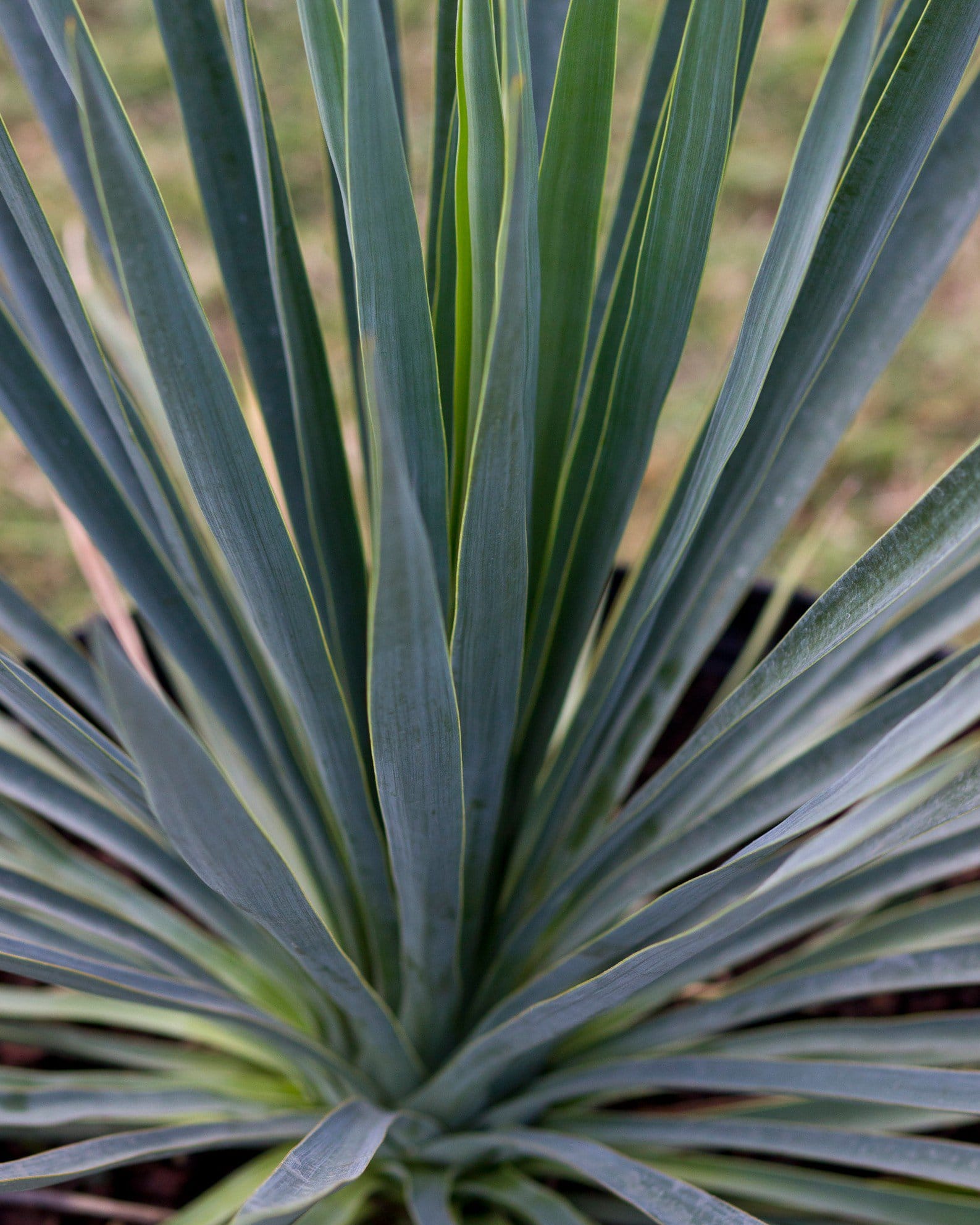 Blue Sentry Yucca - view 5