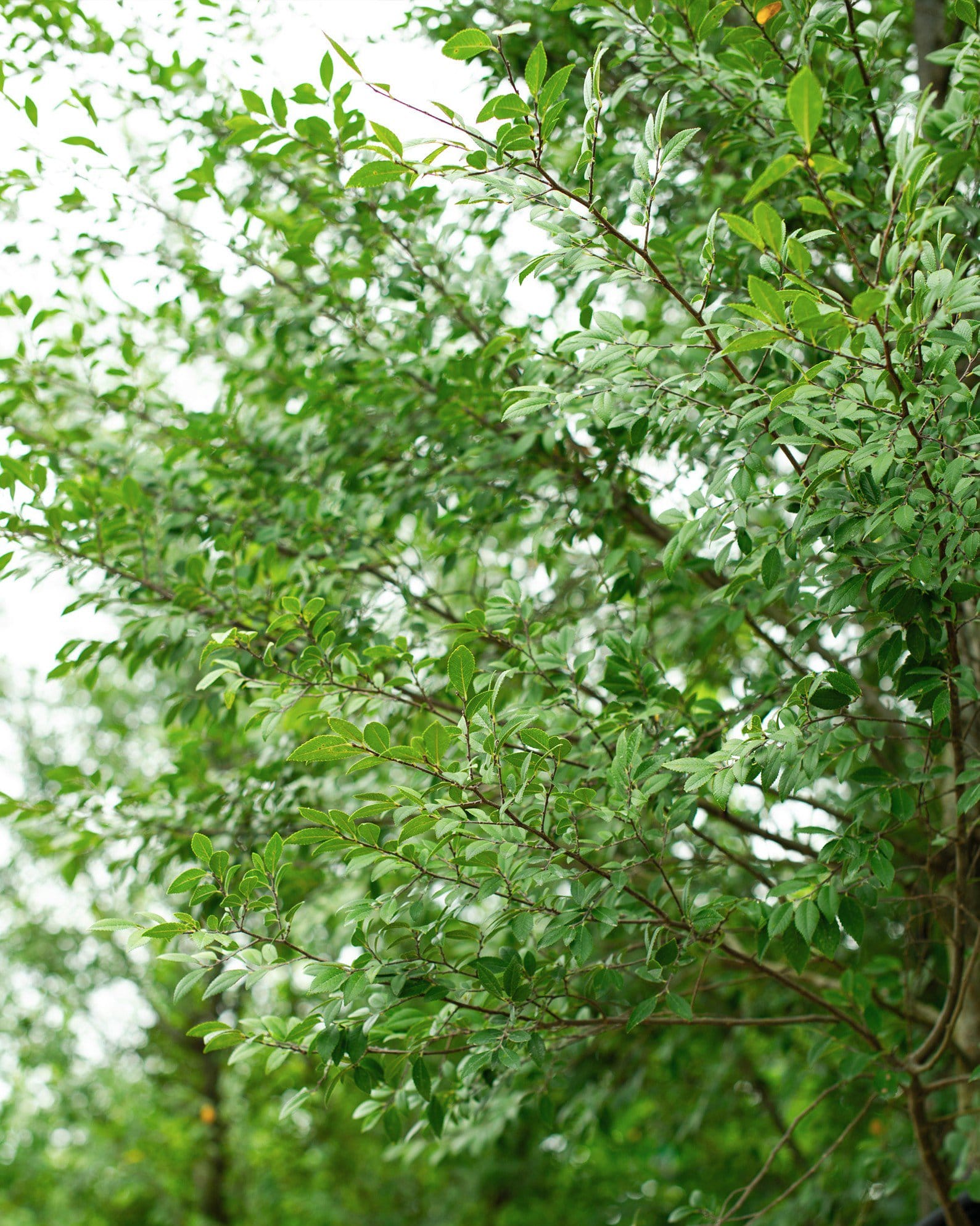 Bosque Elm - view 4