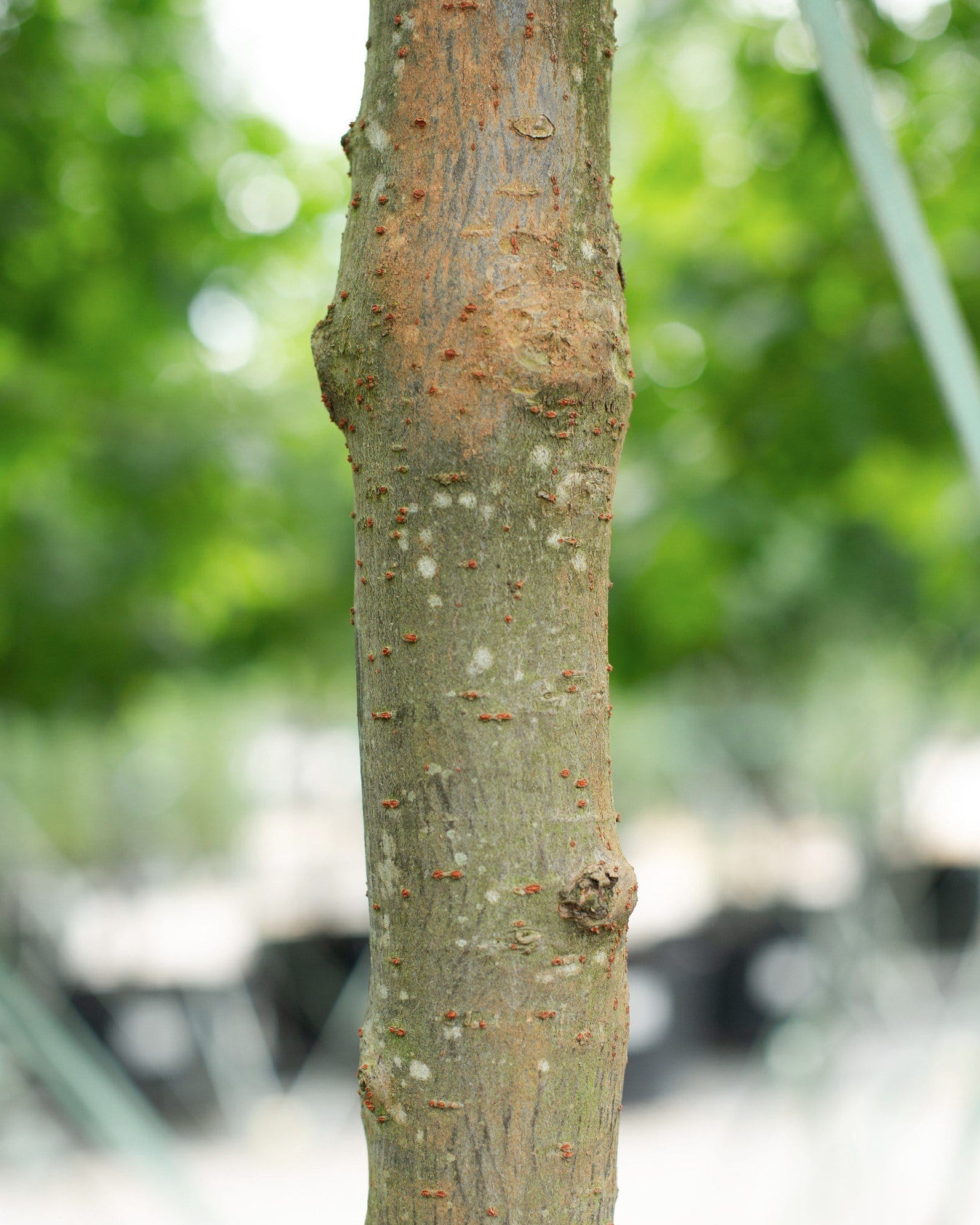 Bosque Elm - view 5