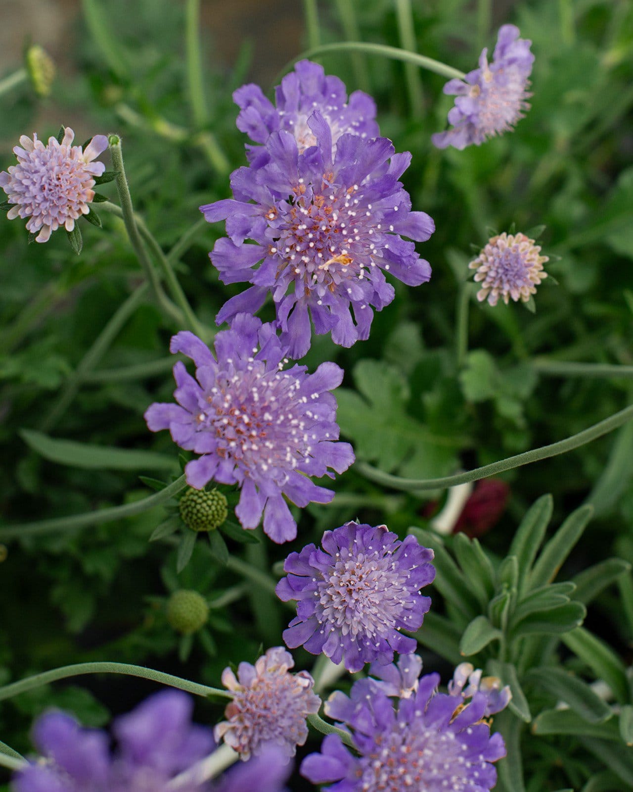 Butterfly Blue Pincushion