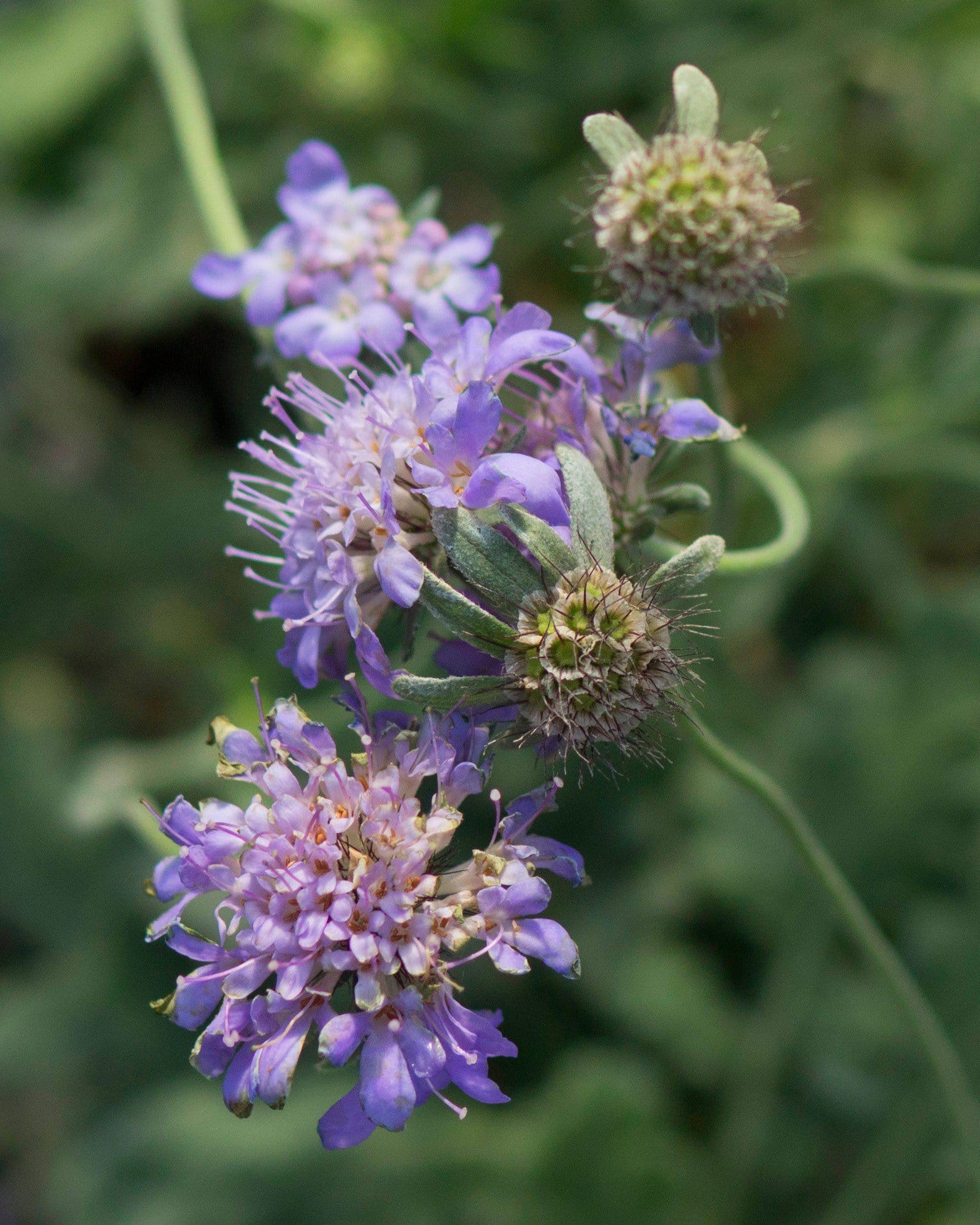 Butterfly Blue Pincushion - view 5