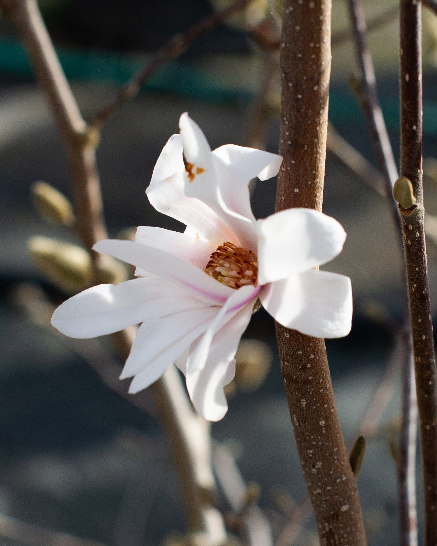 Centennial Blush Star Magnolia