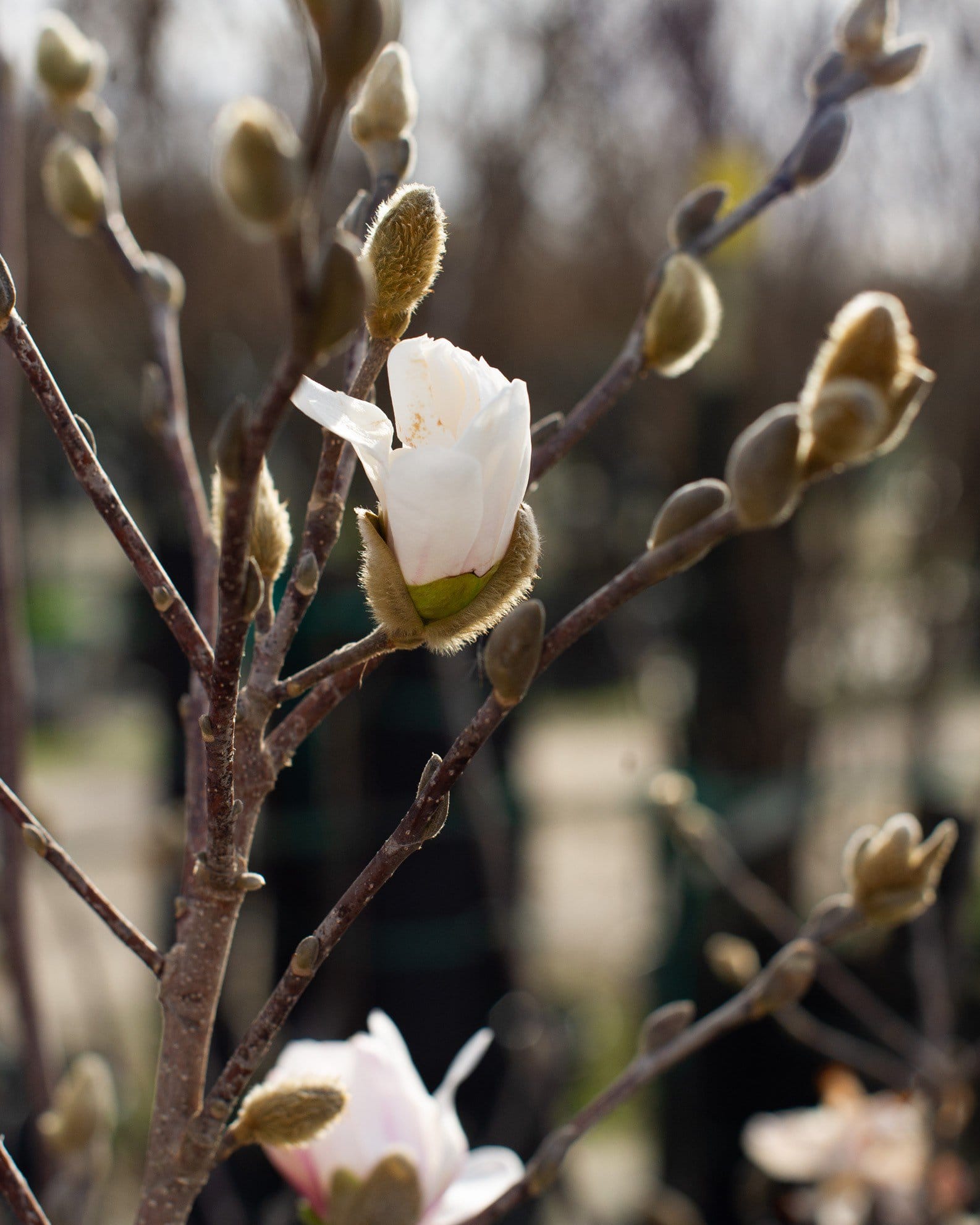 Centennial Blush Star Magnolia - view 5