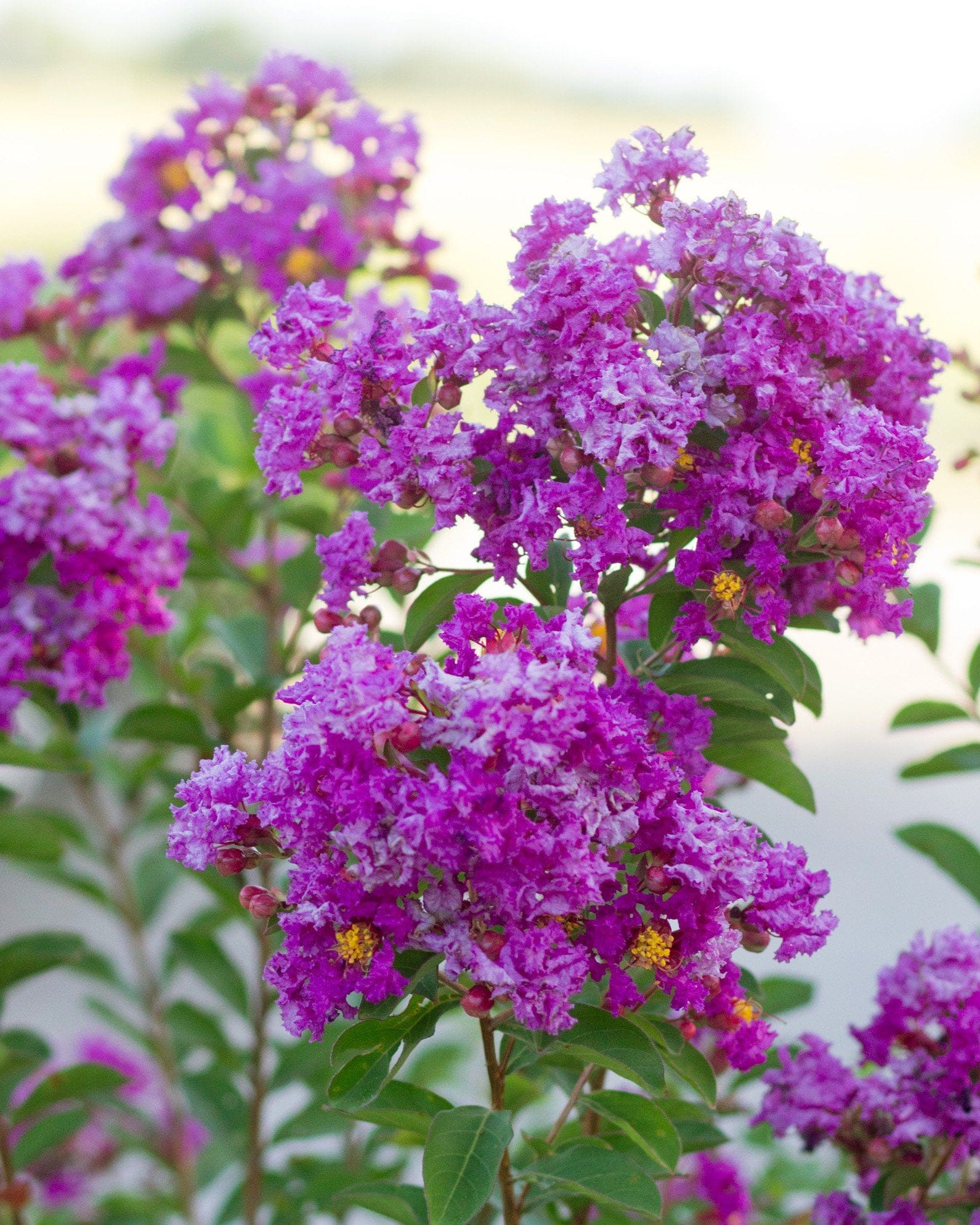 Purple Star Crape Myrtle Single Trunk - Main Image