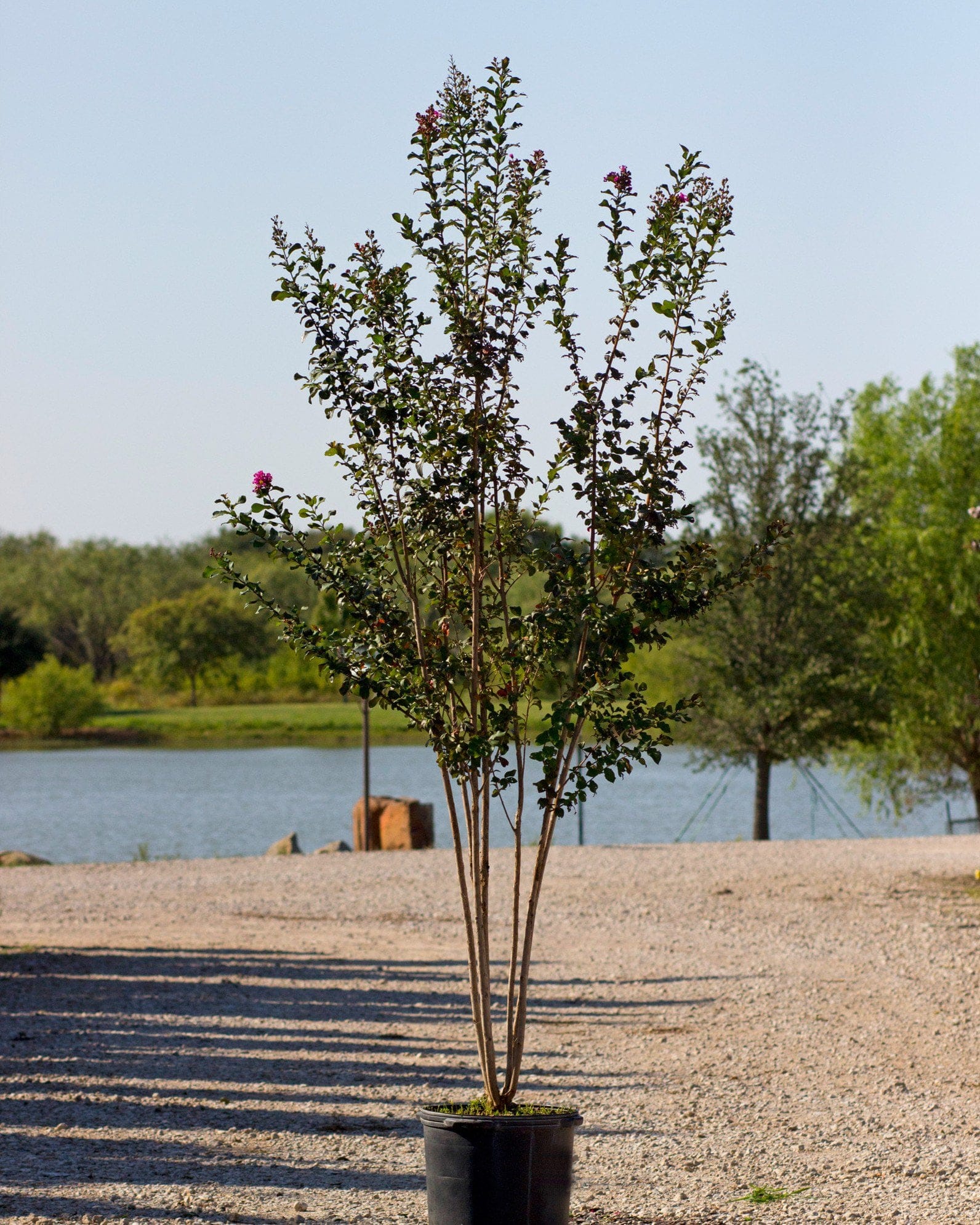 Colorama Purple Crape Myrtle - view 2