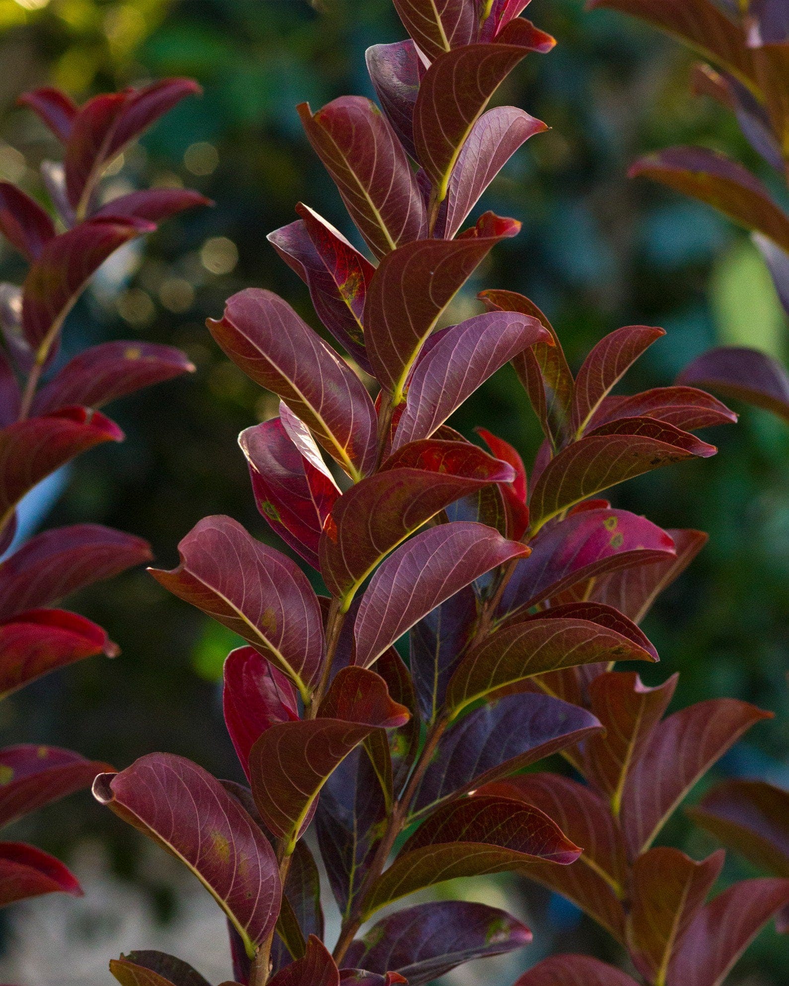 Colorama Purple Crape Myrtle - view 3