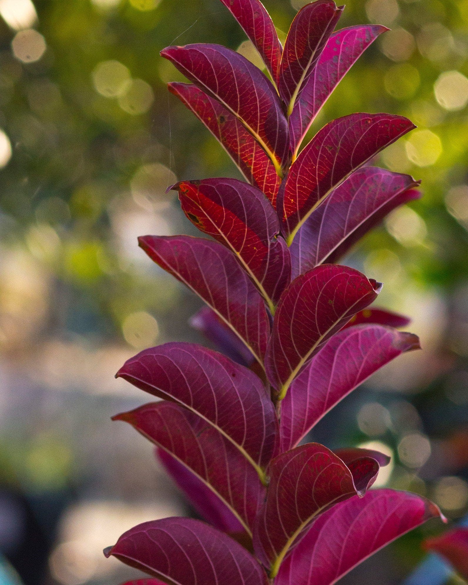 Colorama Purple Crape Myrtle - view 4