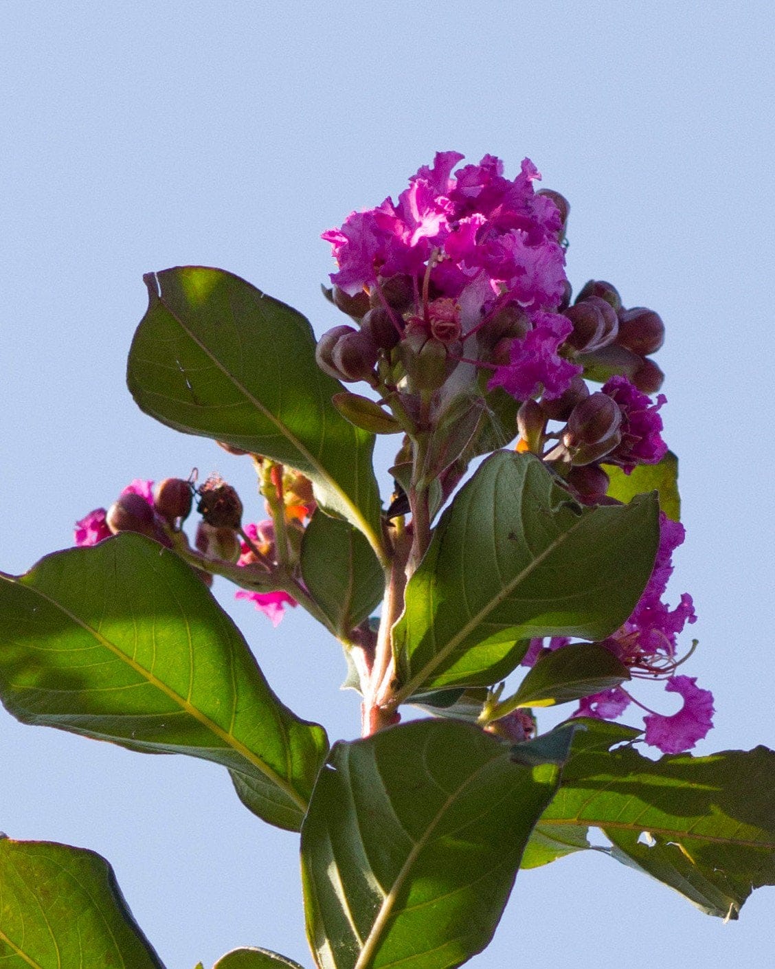 Colorama Purple Crape Myrtle - view 5