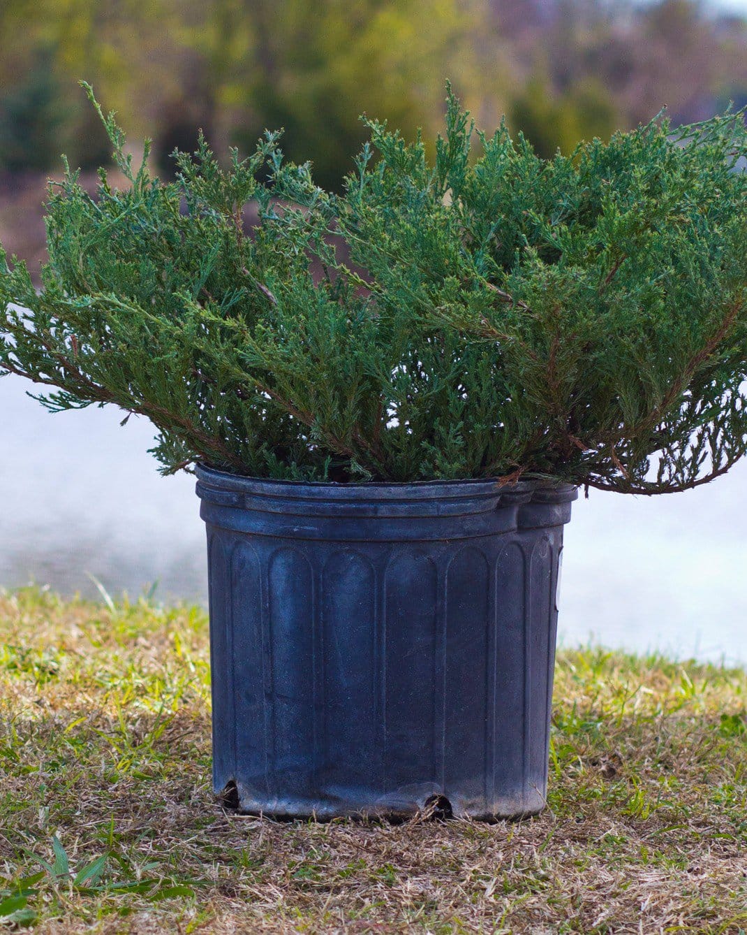 Andorra Juniper - view 5