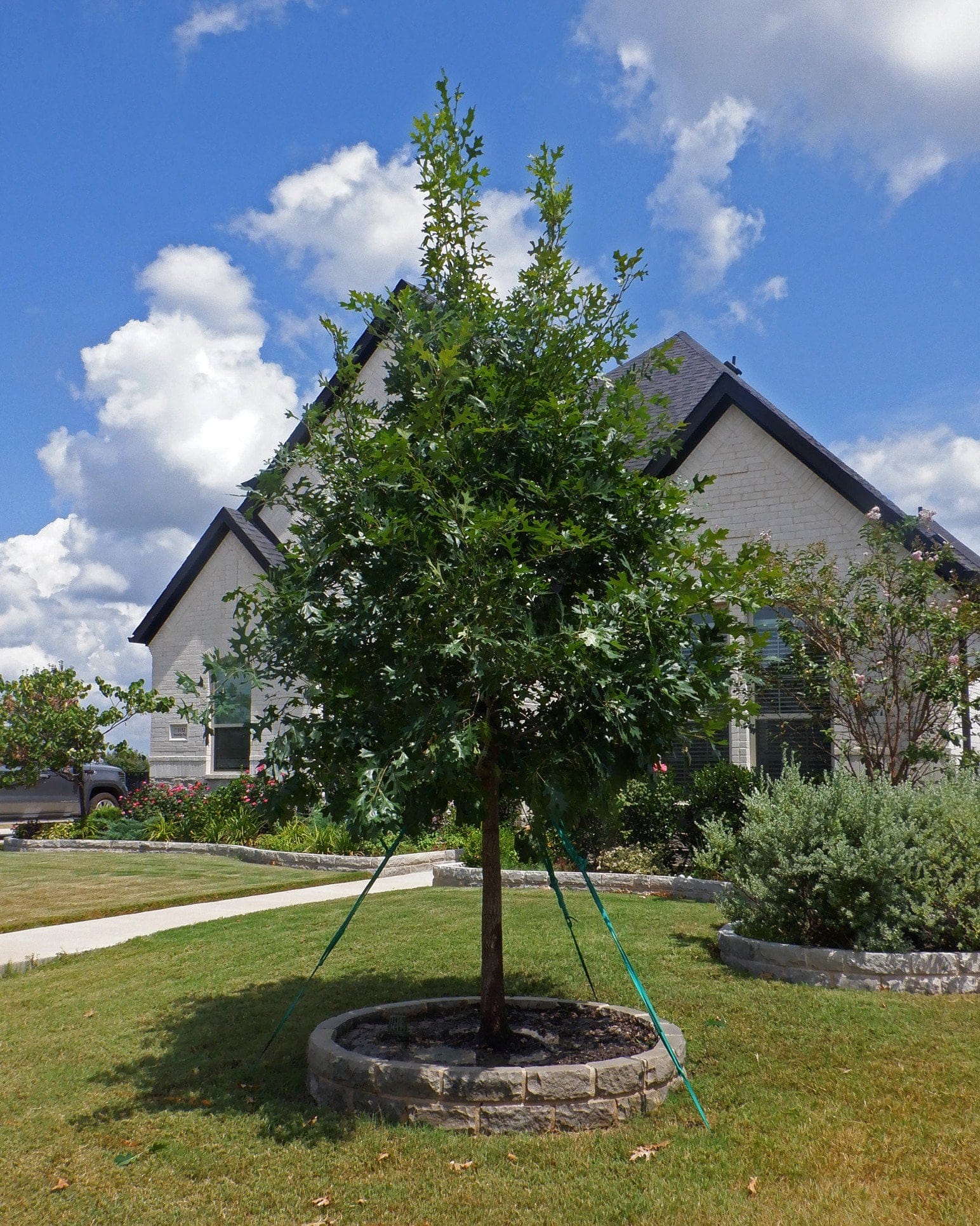 Shumard Red Oak