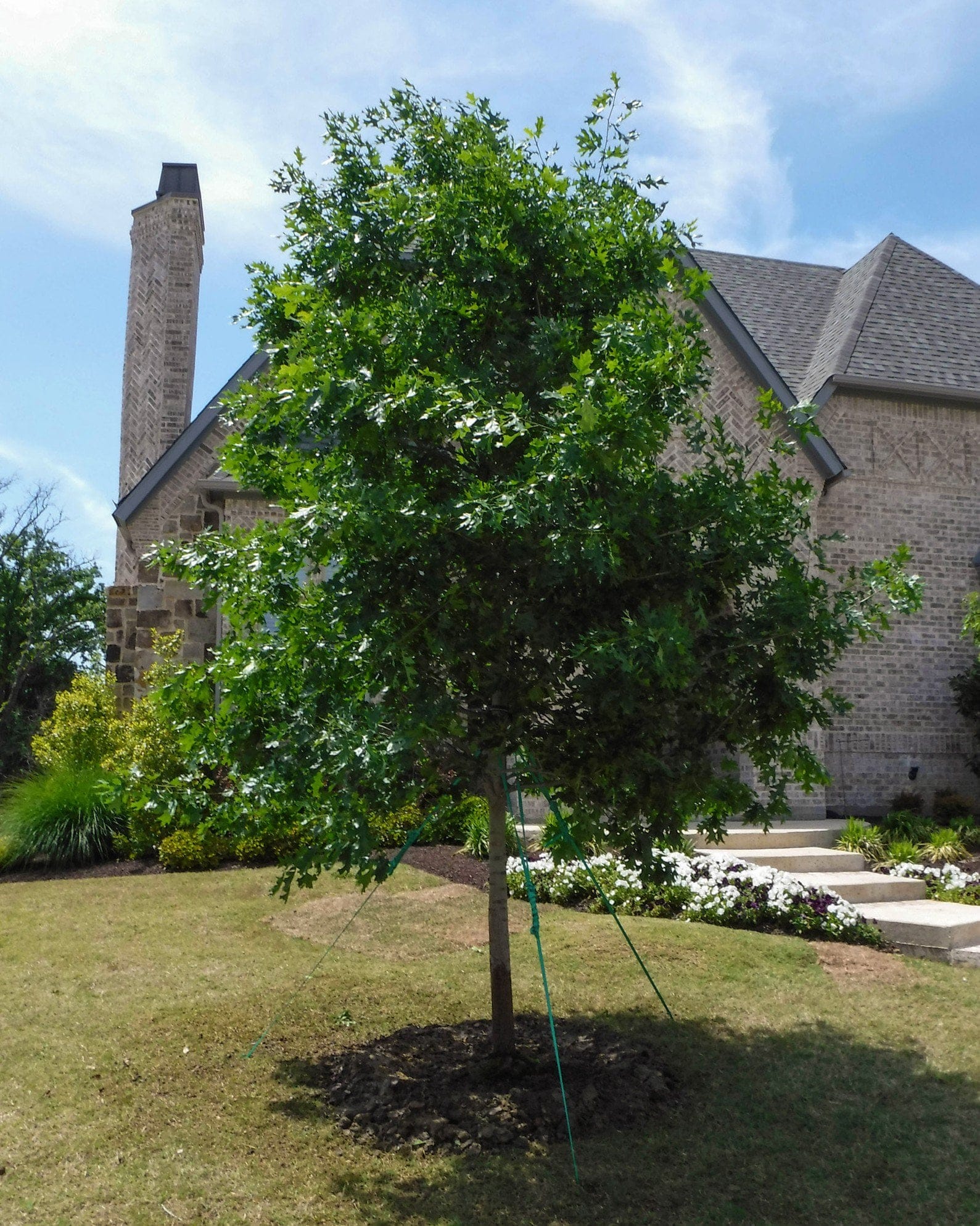 Shumard Red Oak - view 3