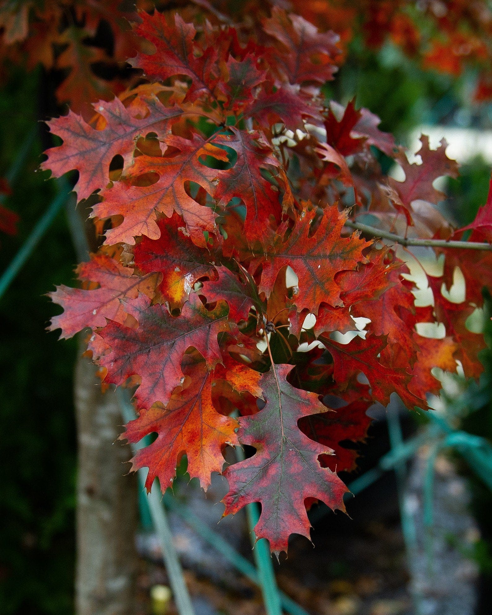 Shumard Red Oak - view 2
