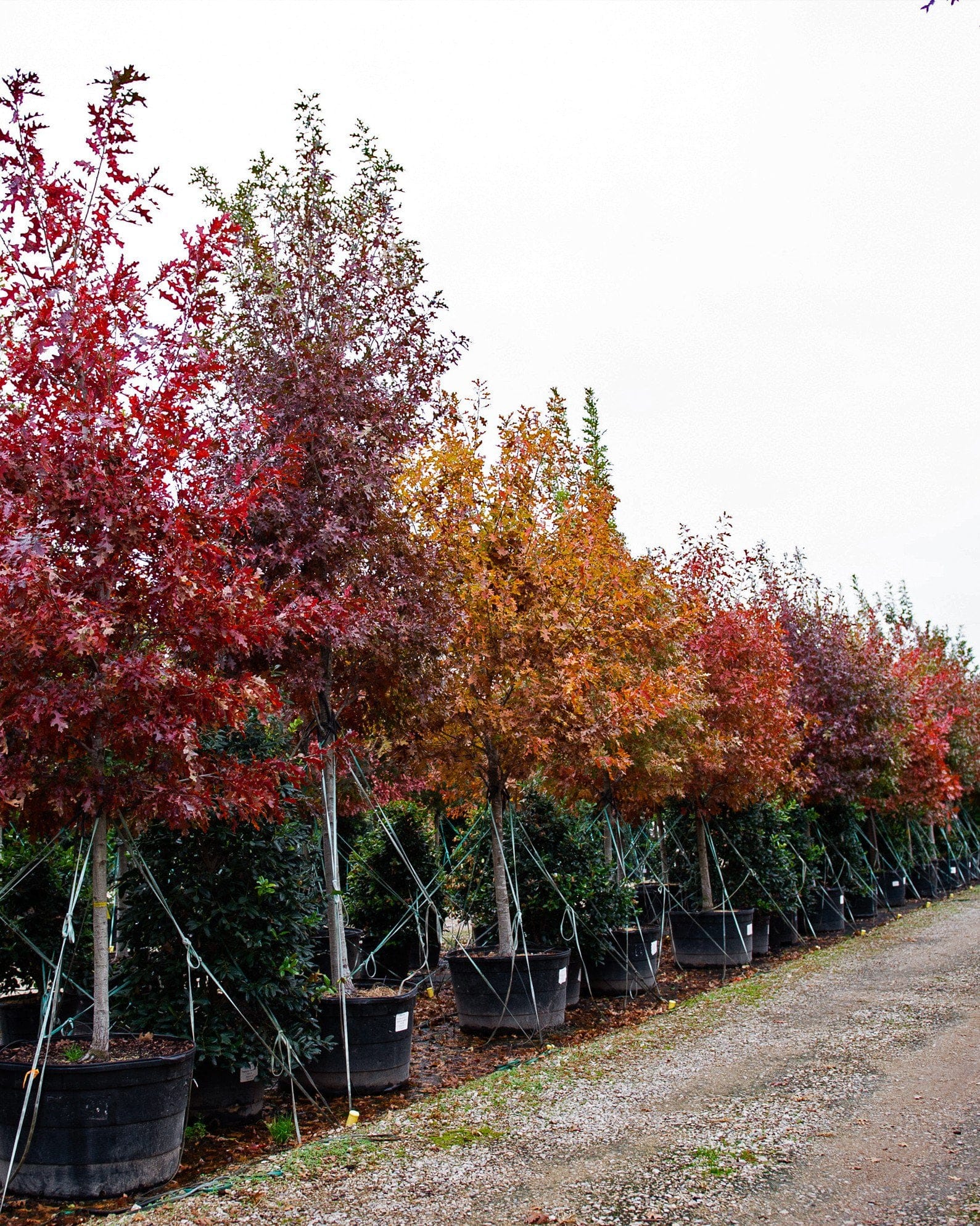 Shumard Red Oak - view 5