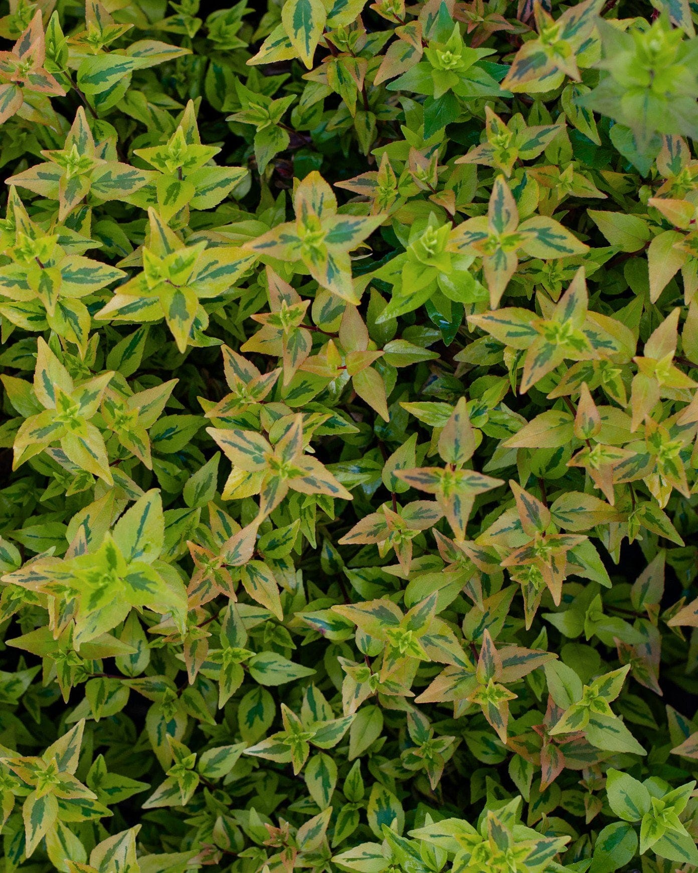 Kaleidoscope Abelia