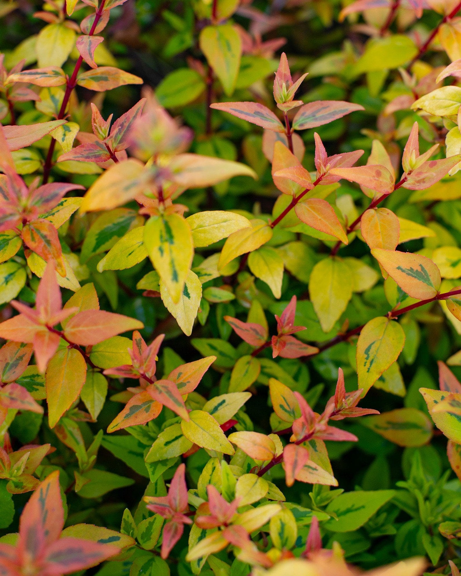 Kaleidoscope Abelia - view 3