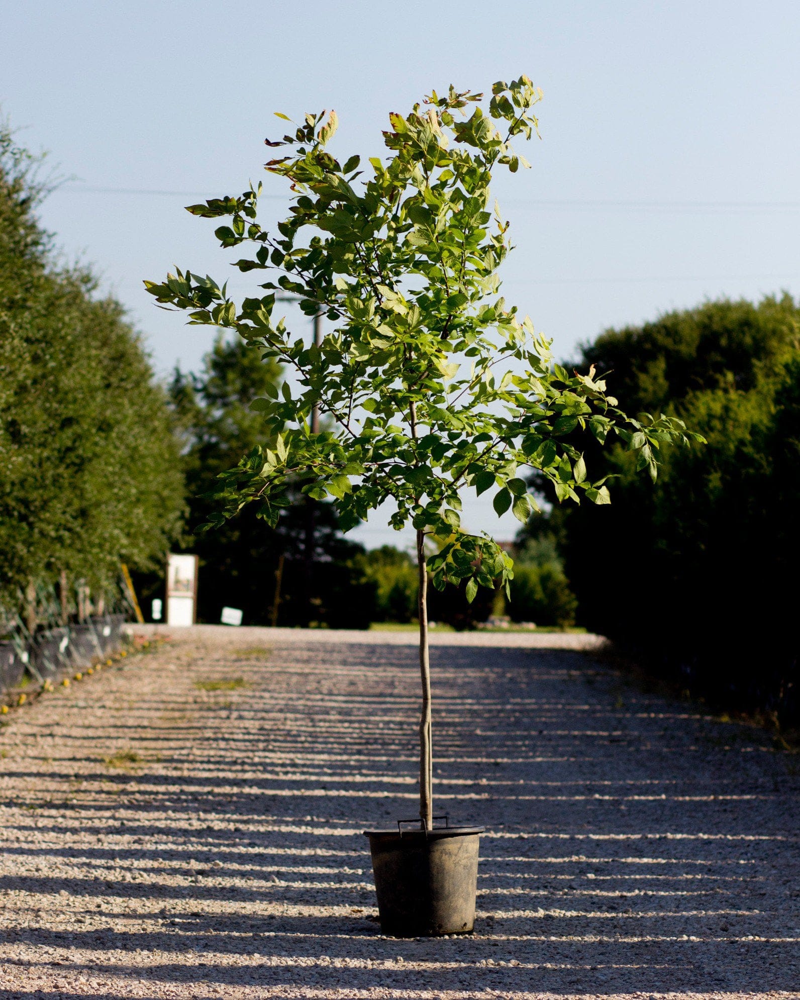American Yellowwood - view 4