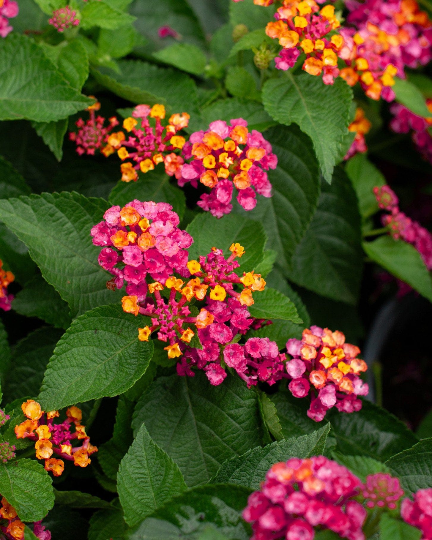 Bandana Cherry Sunrise Lantana - view 2