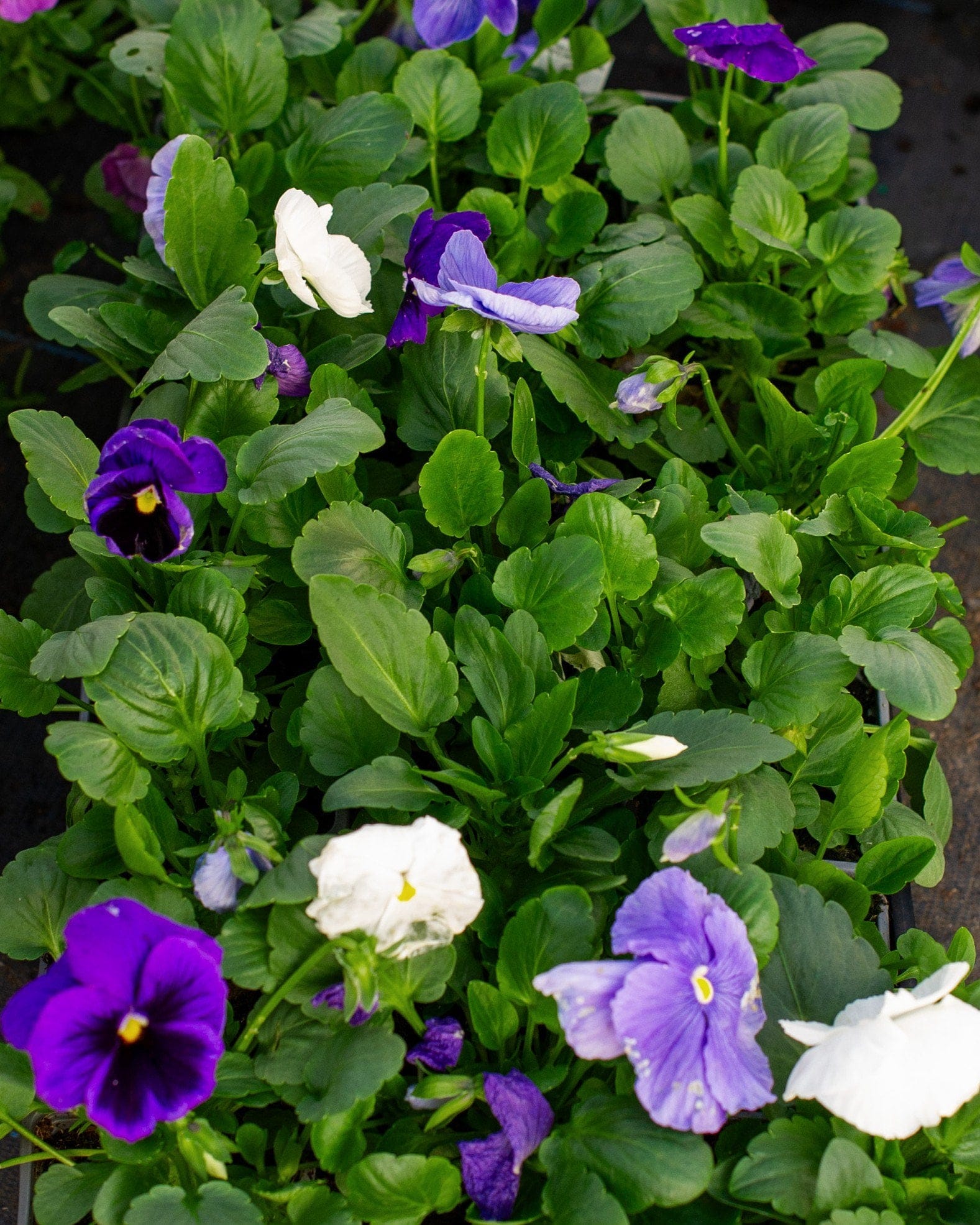 Delta Pro Cool Waters Mix Pansy - Main Image