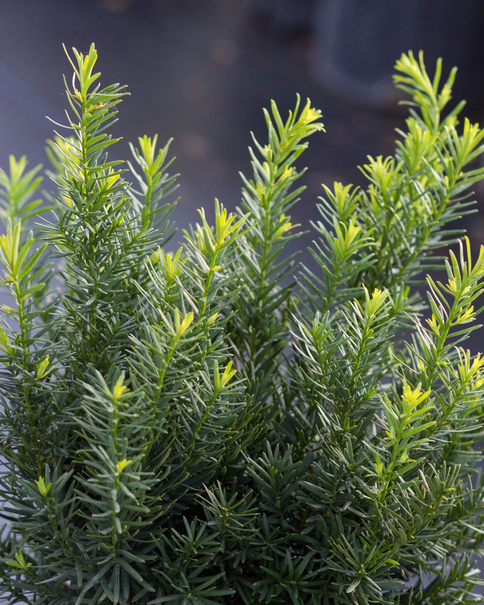 Densiformis Yew - Main Image