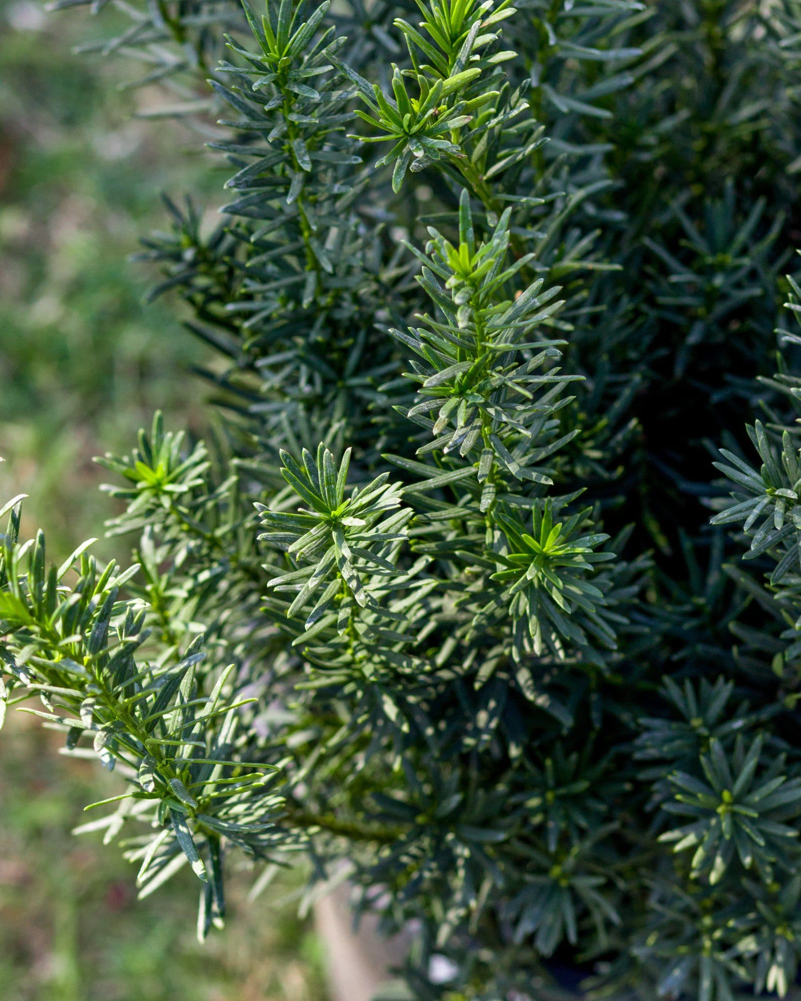 Densiformis Yew - view 3