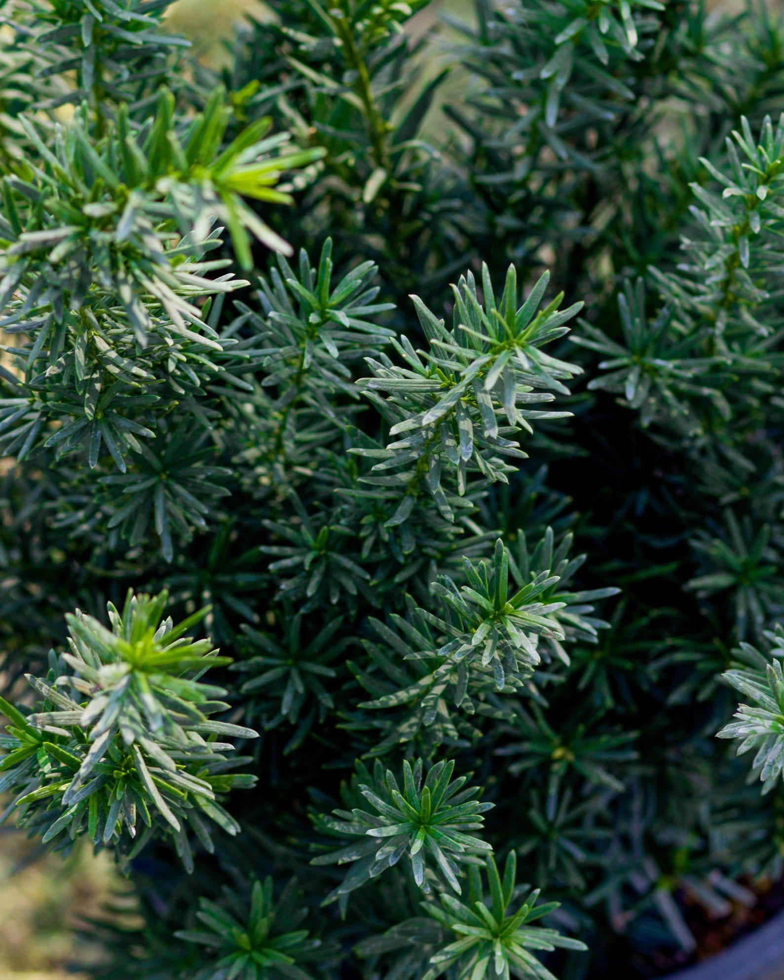 Densiformis Yew - view 4