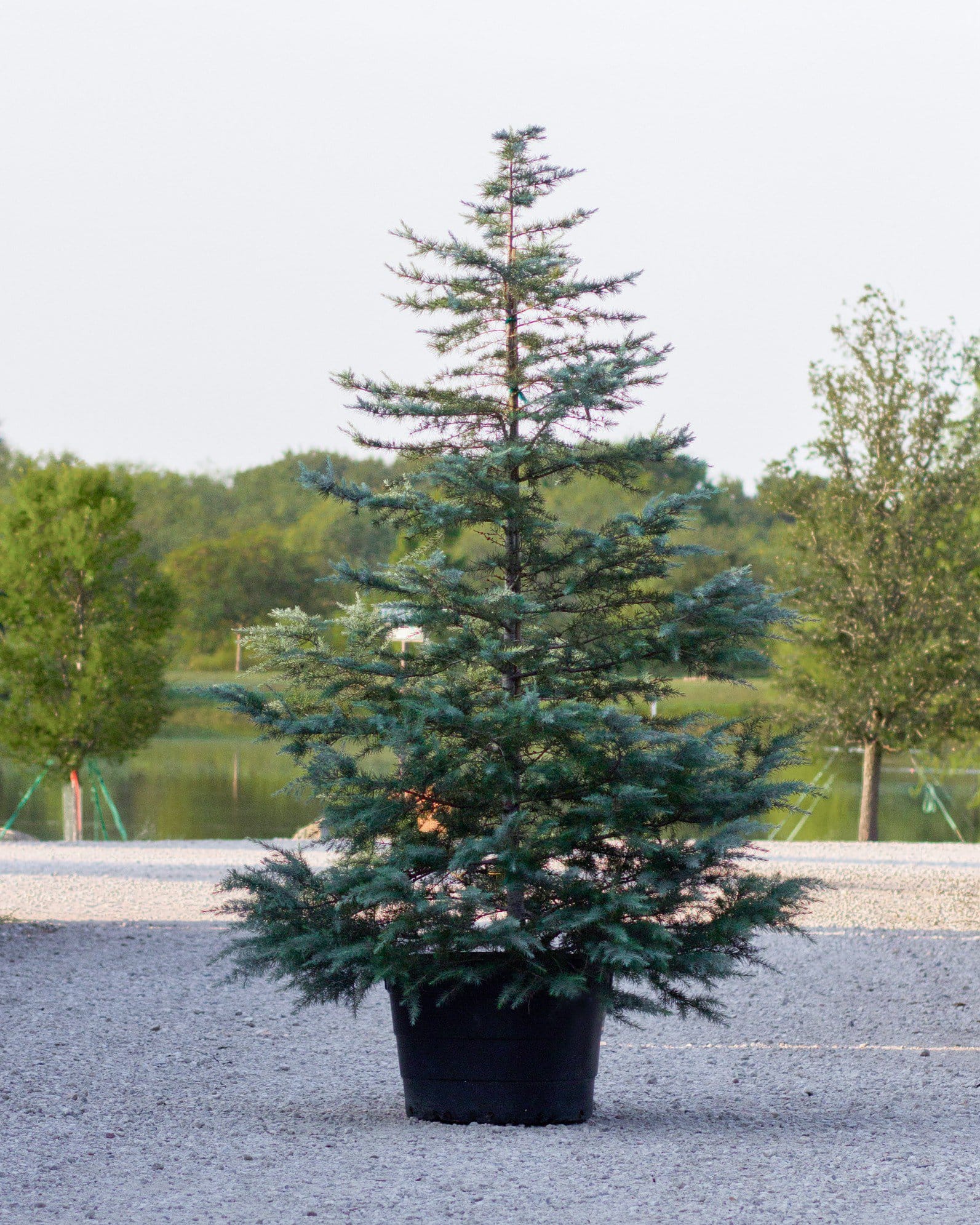 Deodar Cedar Patti Faye