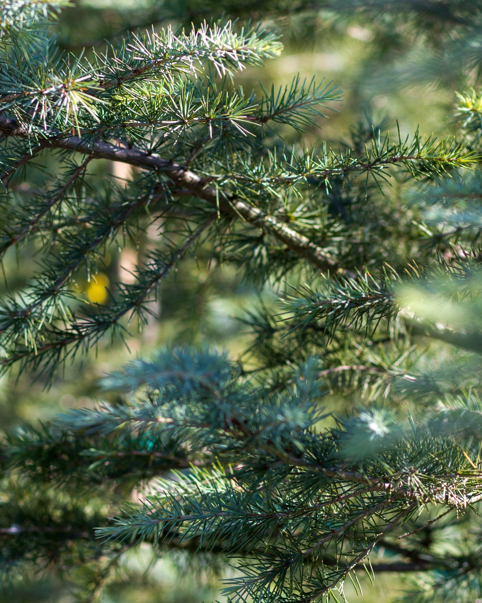 Deodar Cedar Patti Faye - view 5