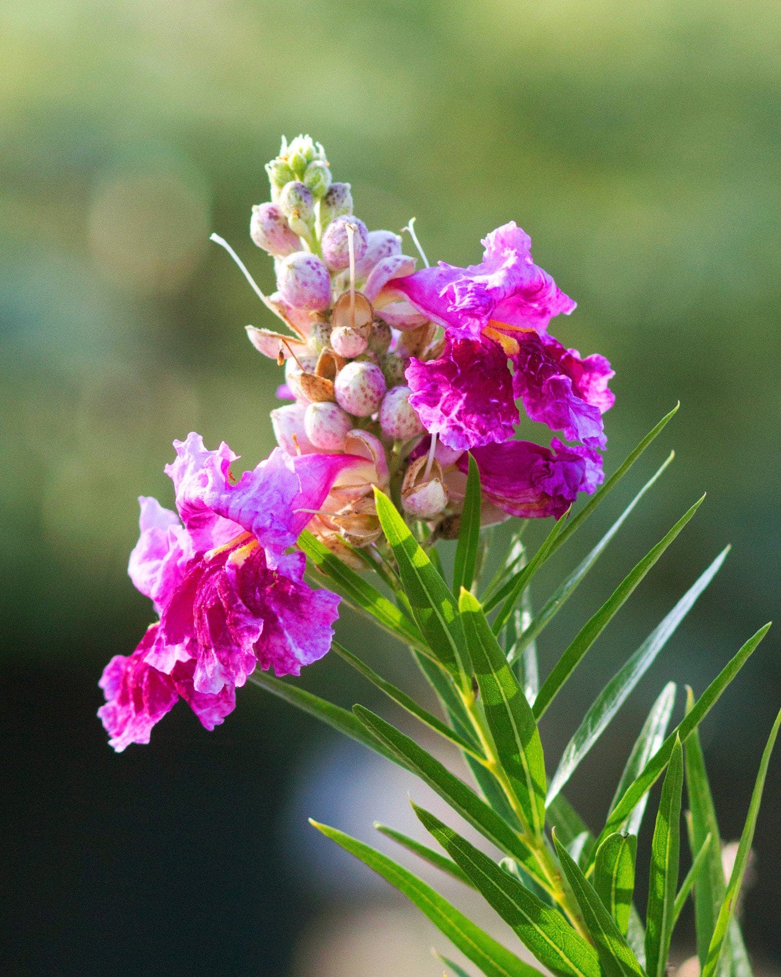 Bubba Desert Willow