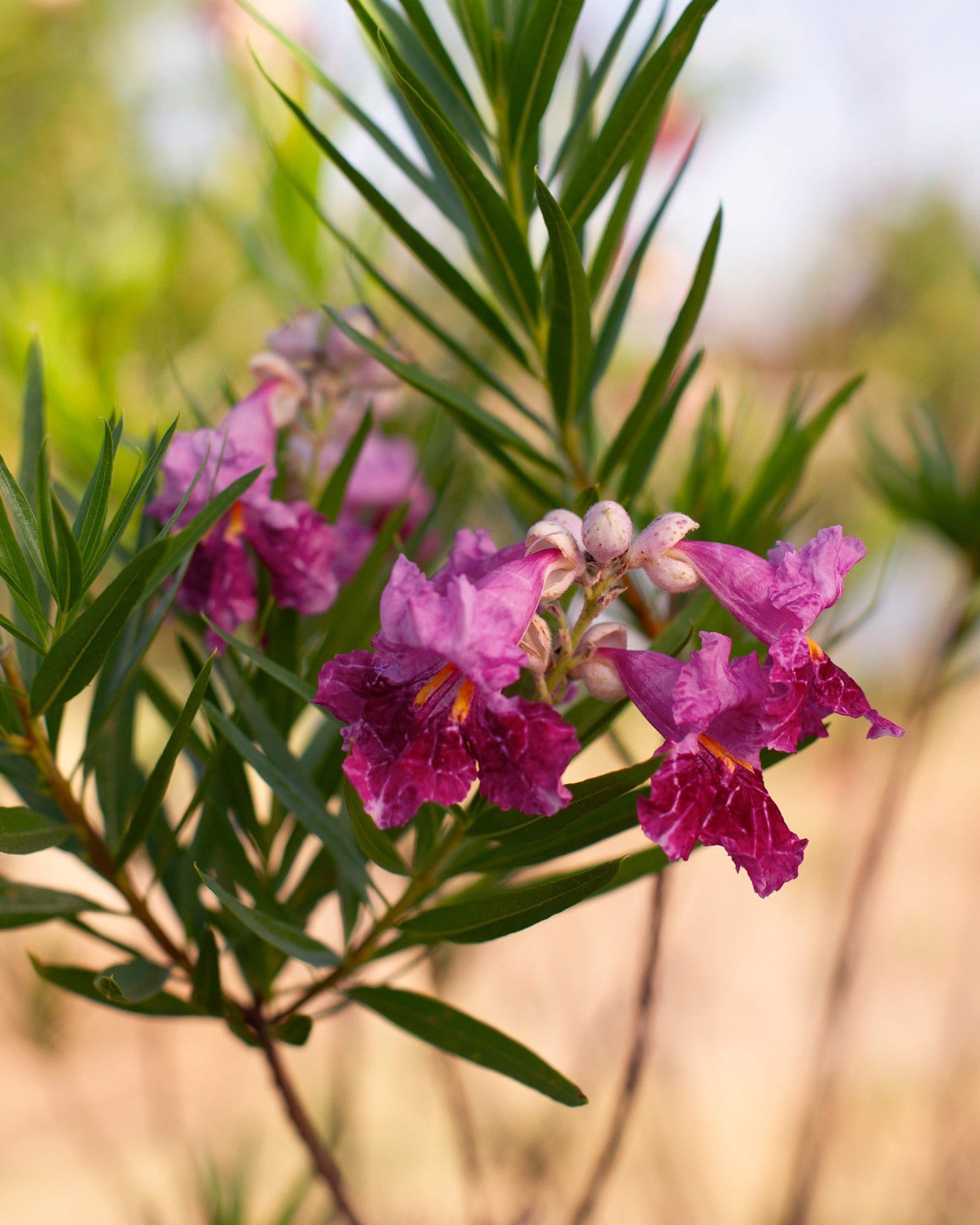 Bubba Desert Willow - view 4