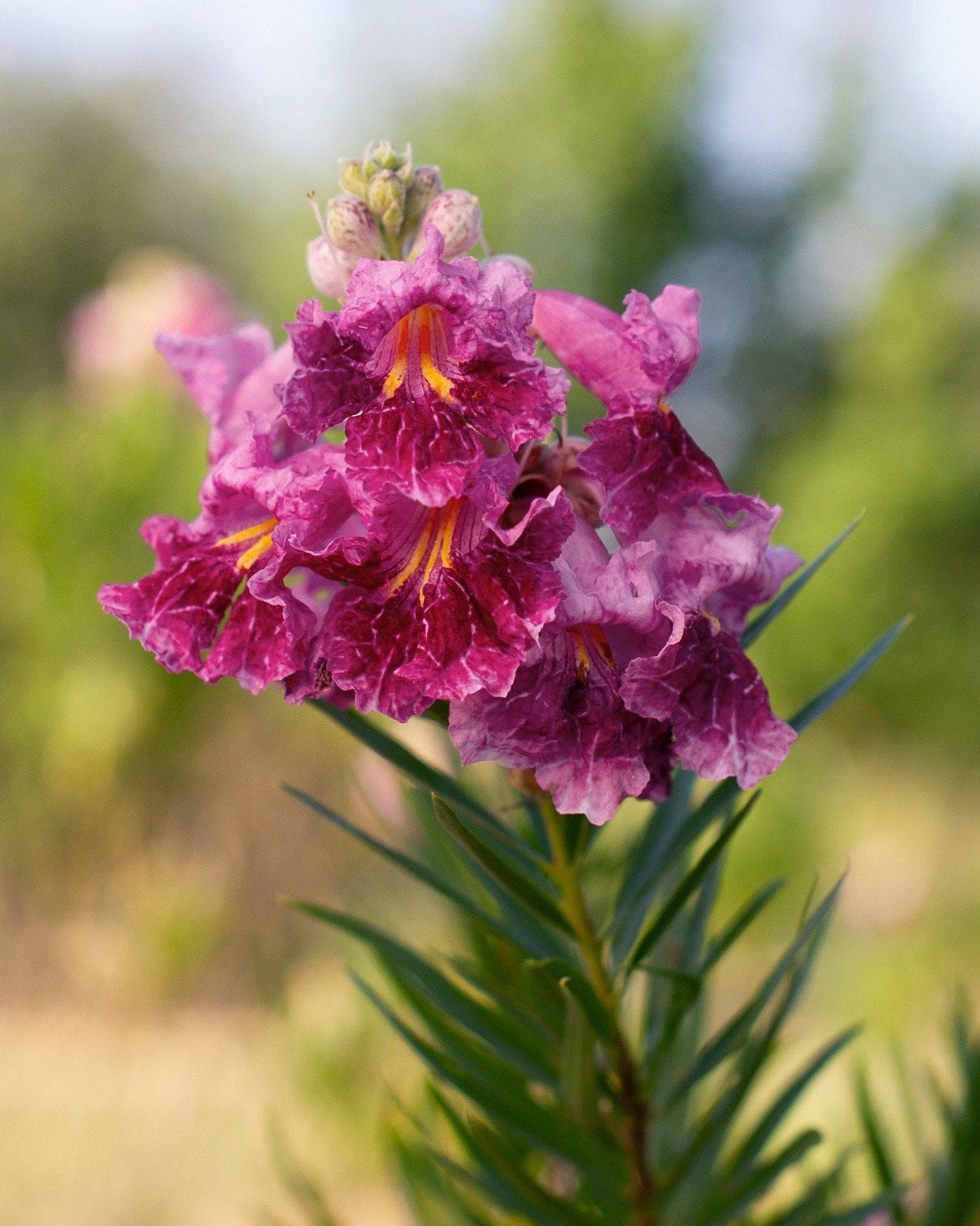 Bubba Desert Willow - view 5