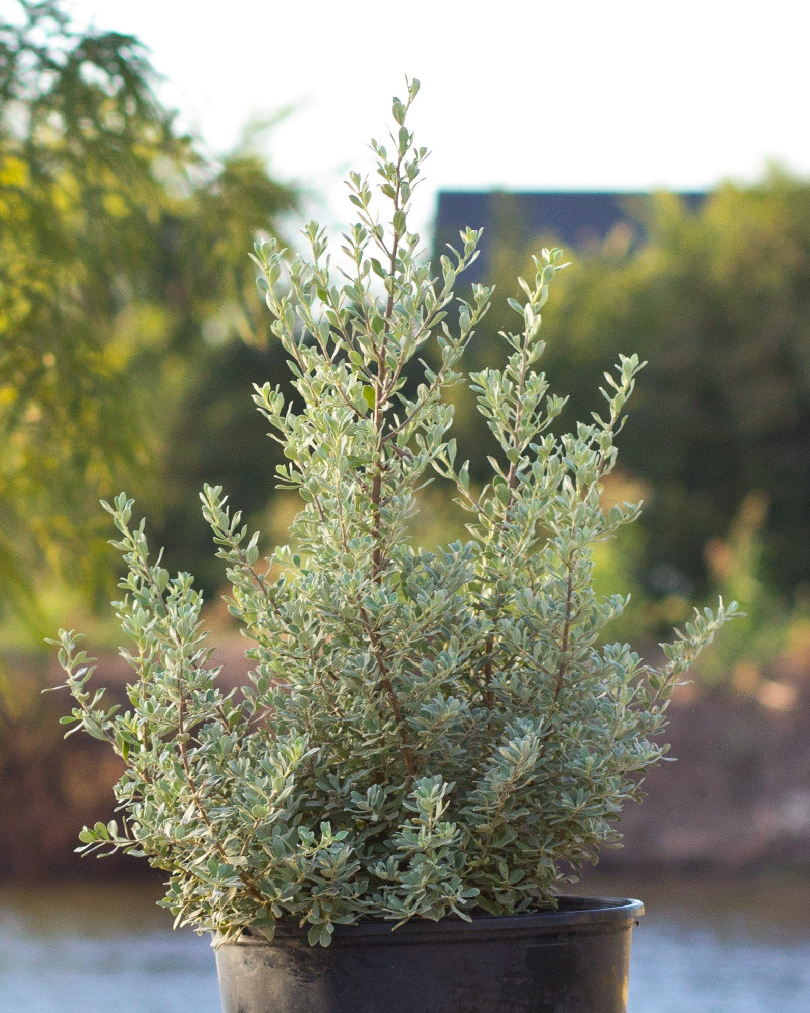 Desperado Texas Sage - view 4