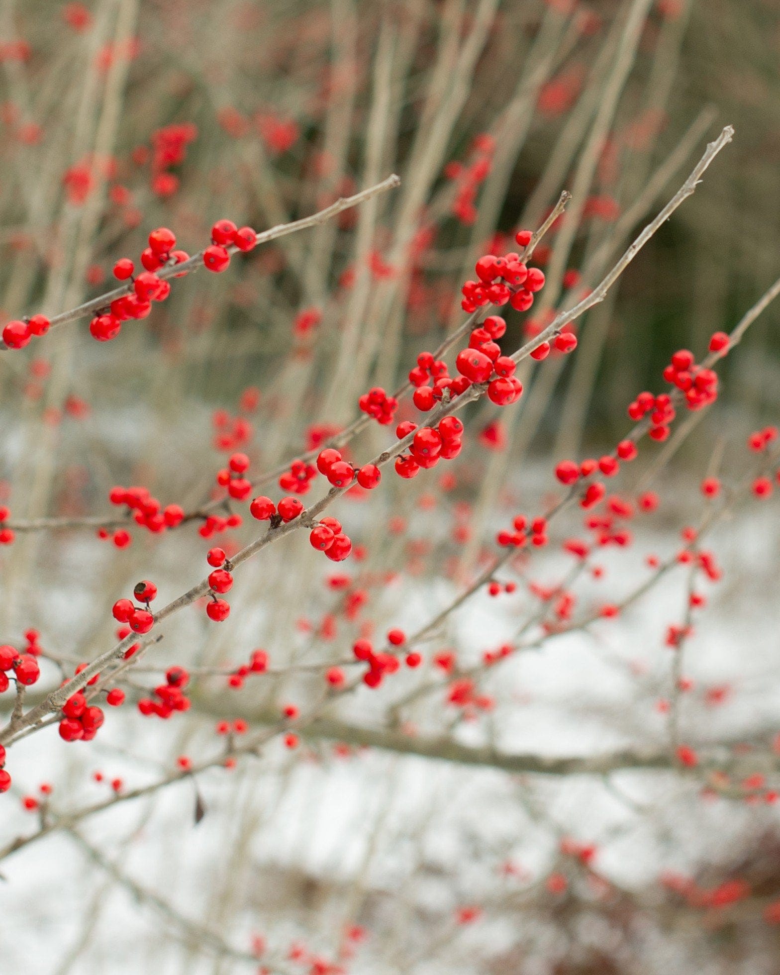 Possumhaw Holly